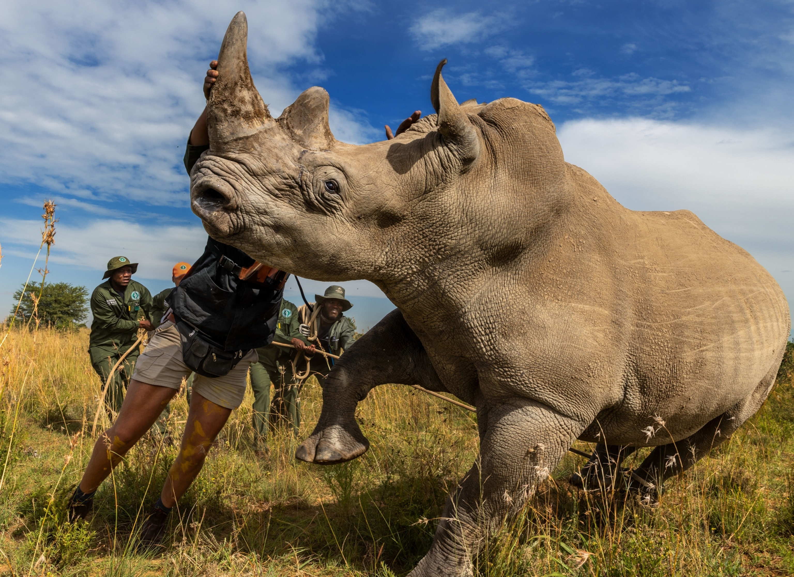 A rhino leans to the left as it is about to fall to the ground. A person stands near the rhinos head pushing it, while several other people pull a rope attached to the rhinos legs