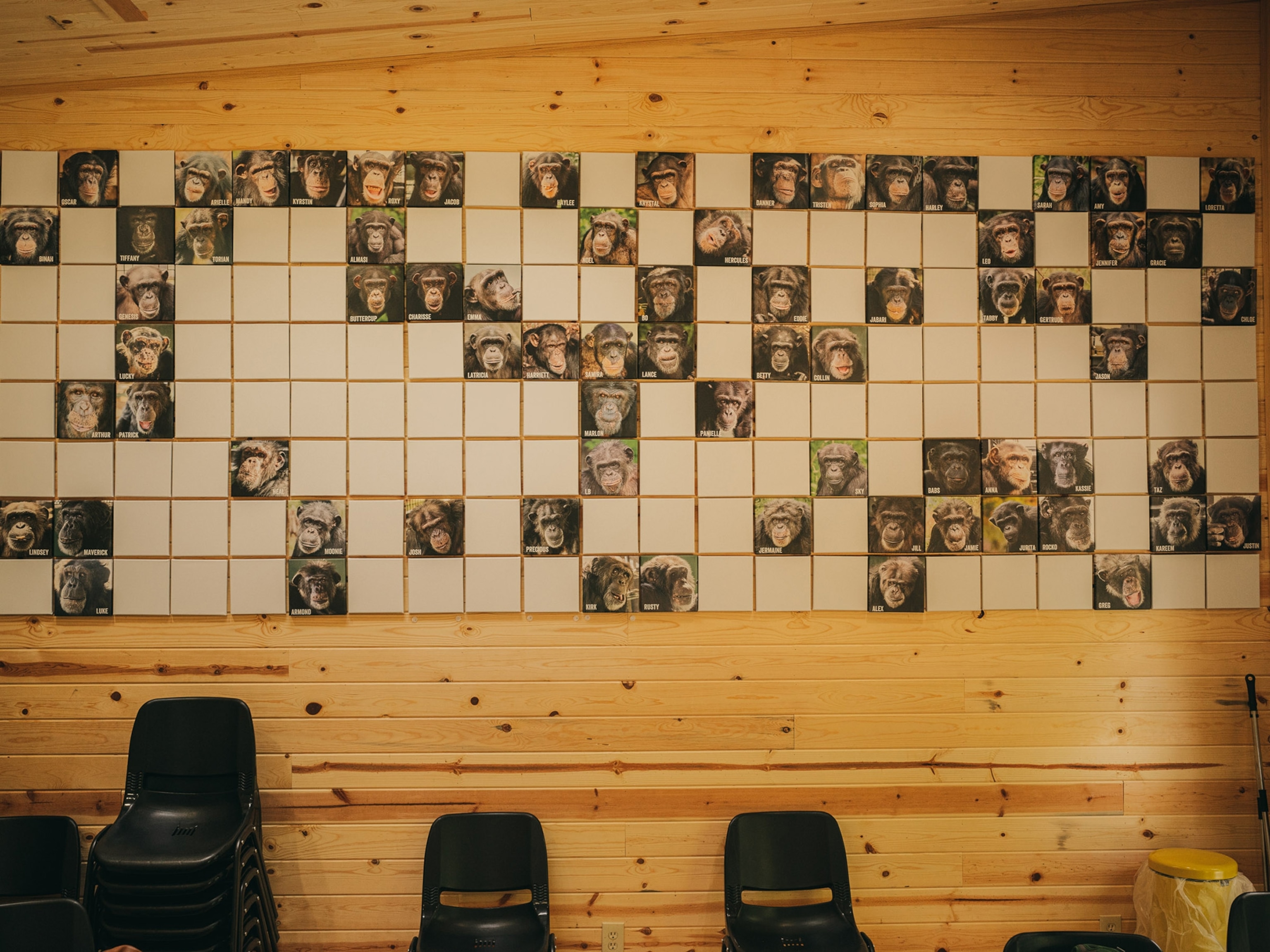 a wall with photos of each chimpanzee at the sanctuary at Project Chimp