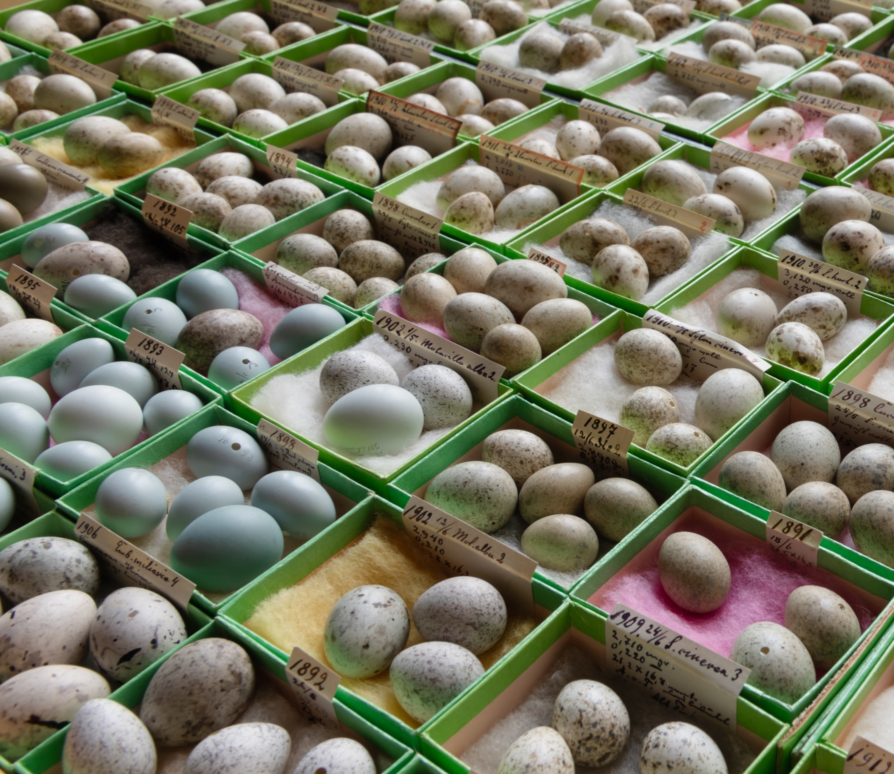 A collection of various bird eggs in green display boxes, each labeled with tags. The eggs vary in color and speckling