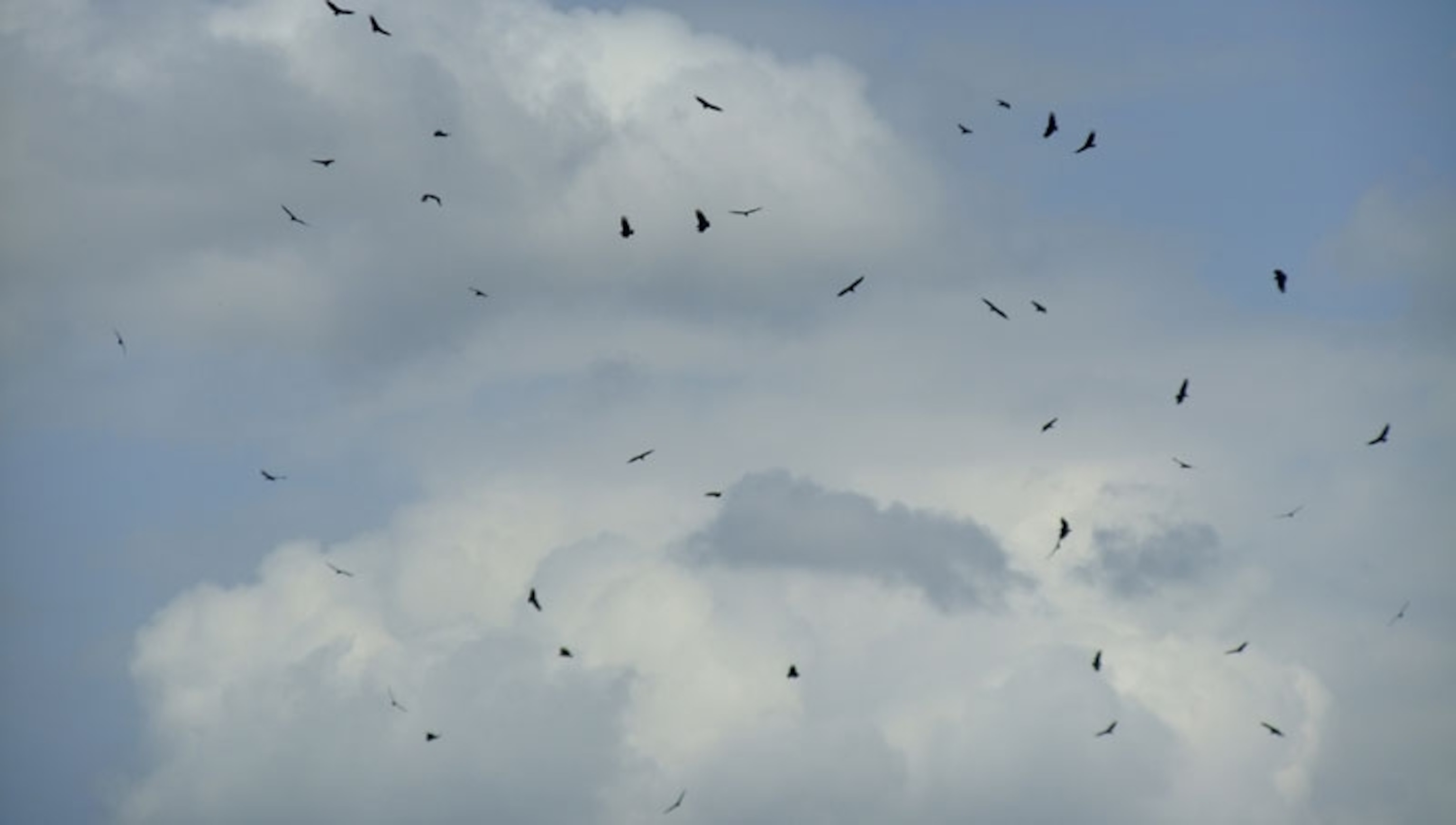 How many turkey vultures need to gather overhead before you feel nervous?