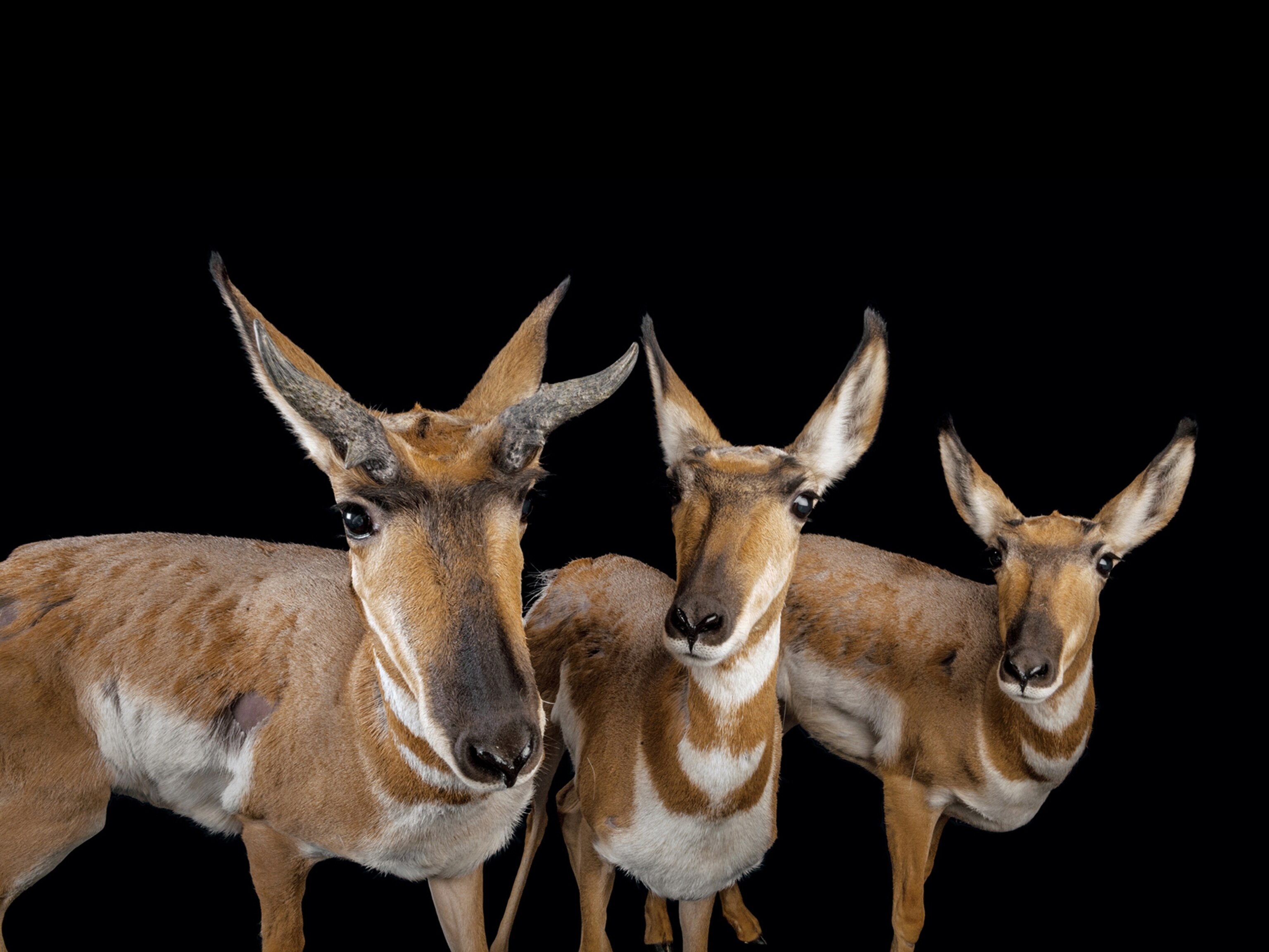 peninsular pronghorns