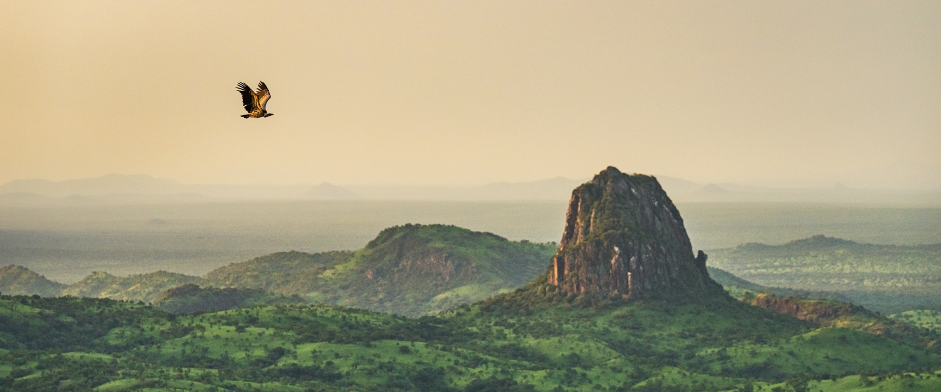 A large bird flies over a green landscape and the sun illuminates its wings and the background sky a golden-orange.