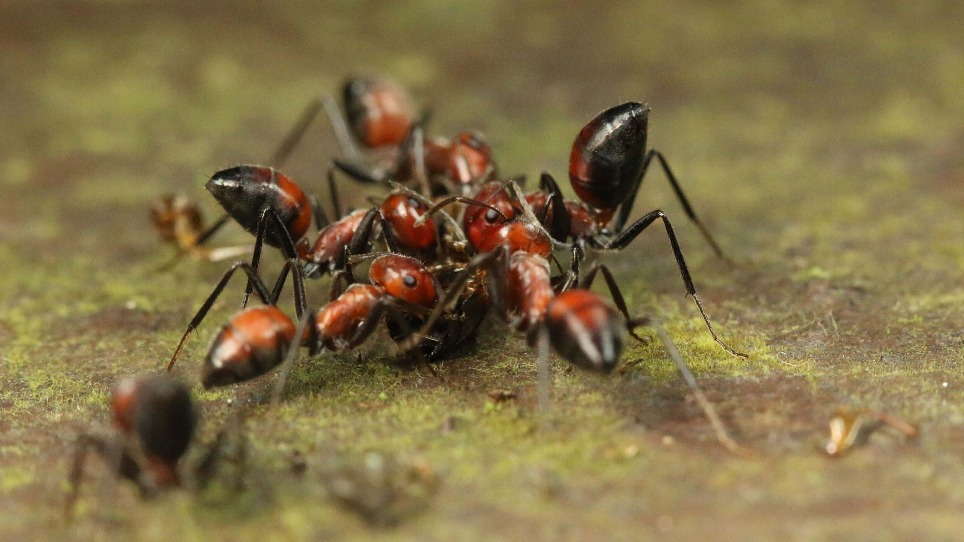 Exploding Ant' Rips Itself Apart To Protect Its Own | National