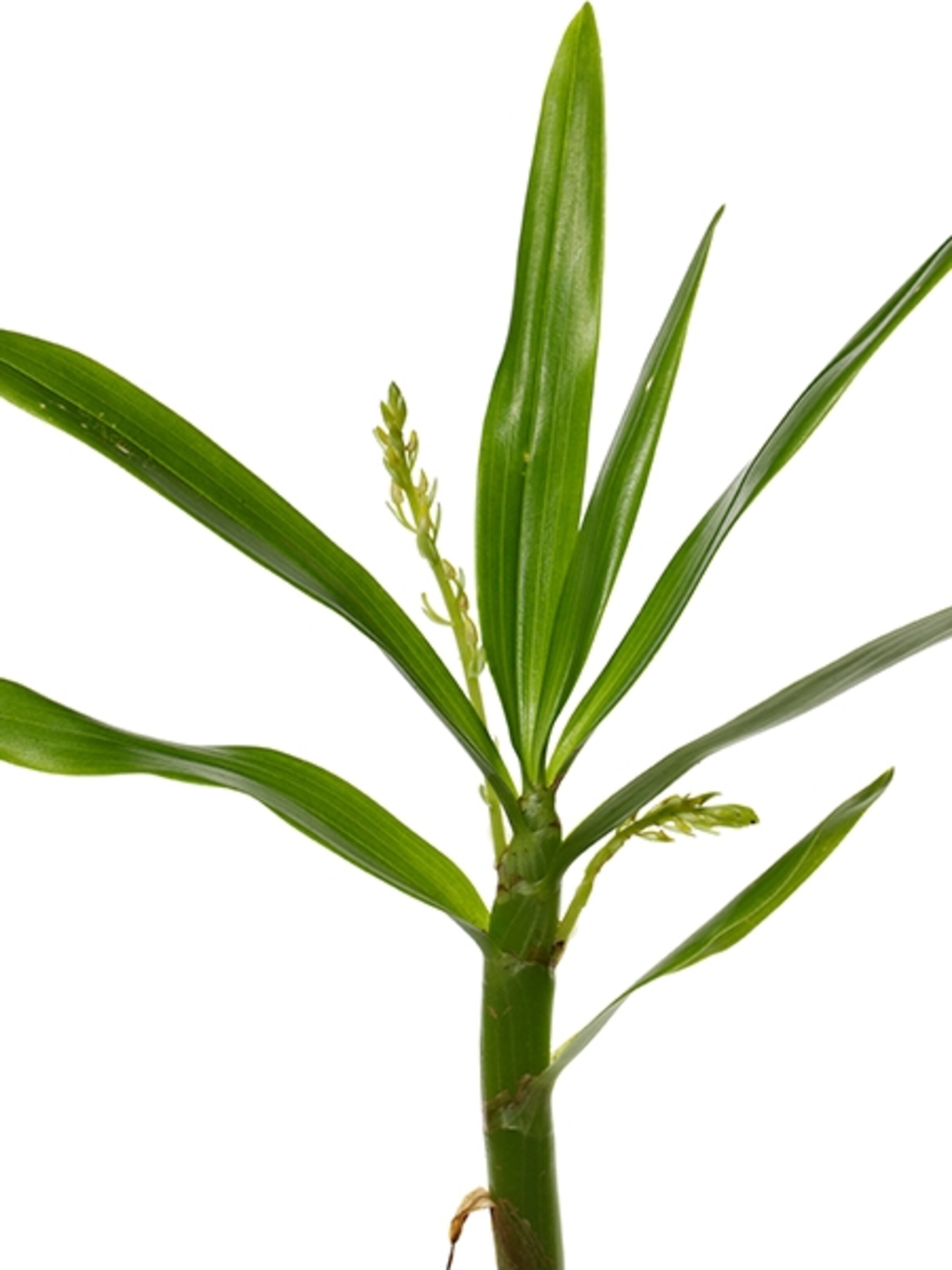 Scientific Name: Eria rostriflora, Notes: Endemic to eastern Polynesia, Tahitian name found in bibliography is "oa",