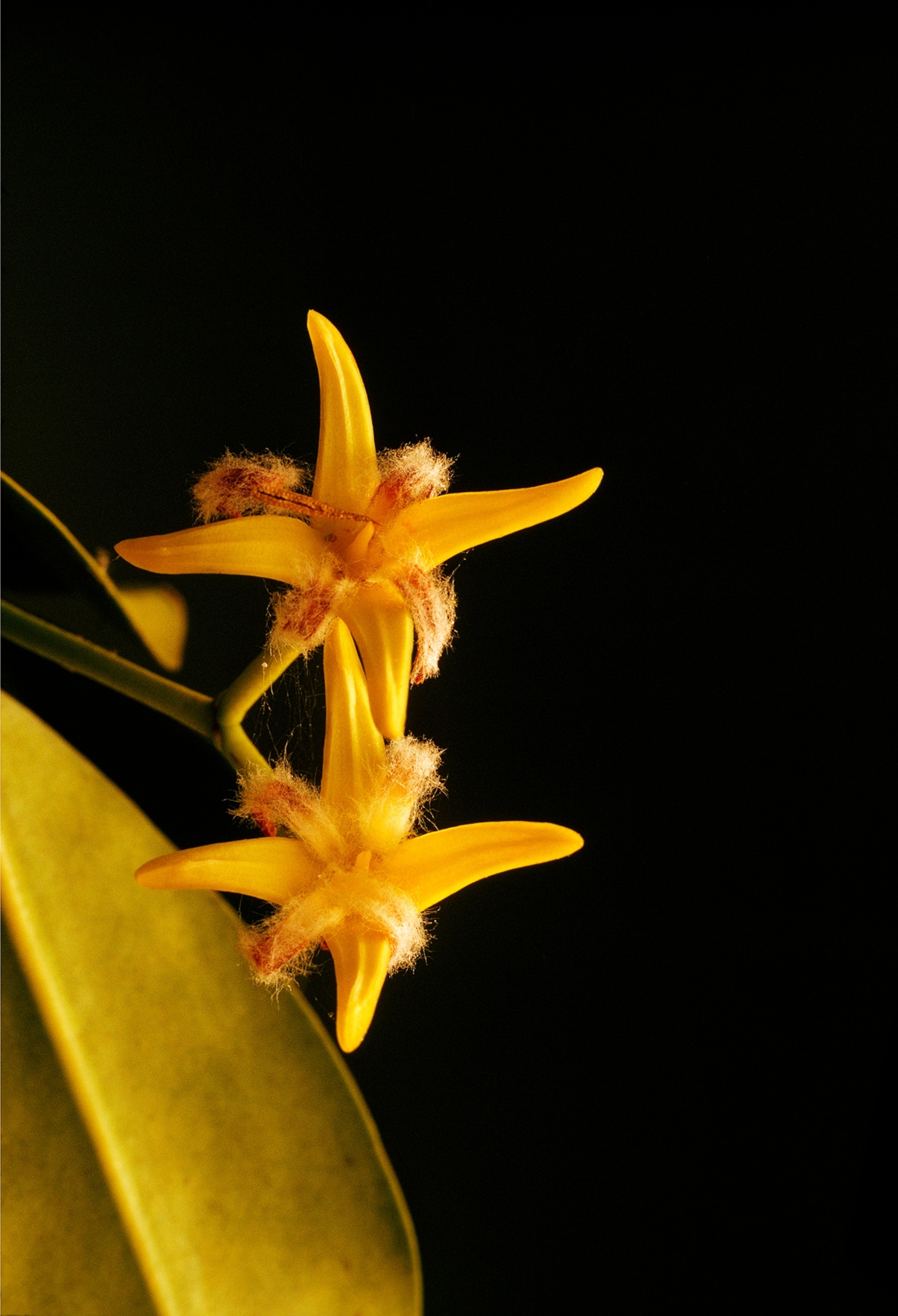 Red mangrove trees owe their far-flung presence to seagoing seeds that germinate while still on the tree. The flowers bloom for a few weeks in the spring and then fall, making way for a fruti that harbors a single seed embryo. A seedling shoot soon sprouts from each fruit and grows to a length of six to twelve inches before dropping from the tree. Falling on land, it may put down roots immediately; otherwise, it will float with the current in a horizontal position. Gradually the root tip becomes waterlogged, causing the seedling to shift upright.,