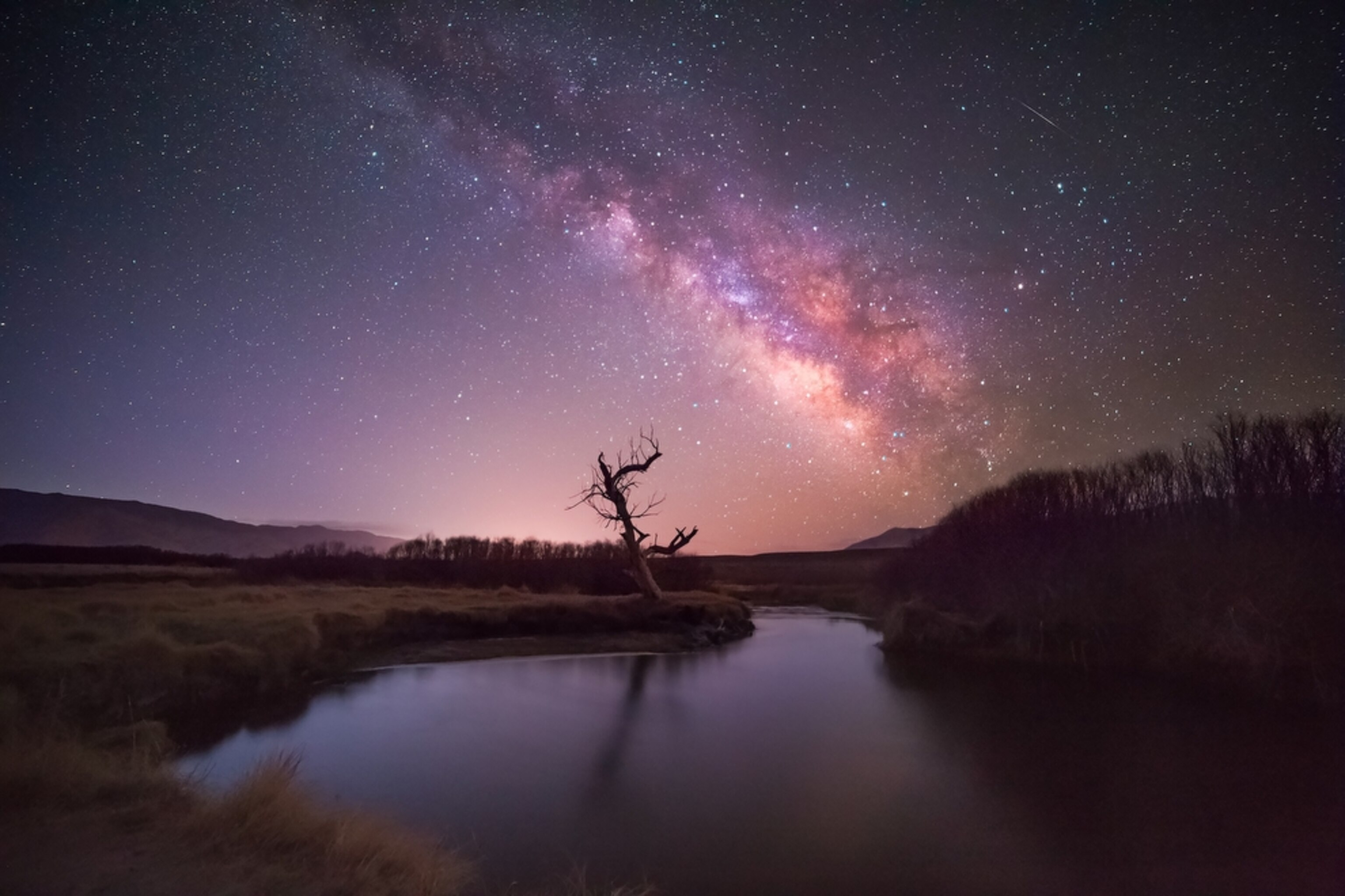a tree and milky way in California