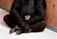 Conversations With A Gorilla National Geographic s 1978 Cover Story Of 
