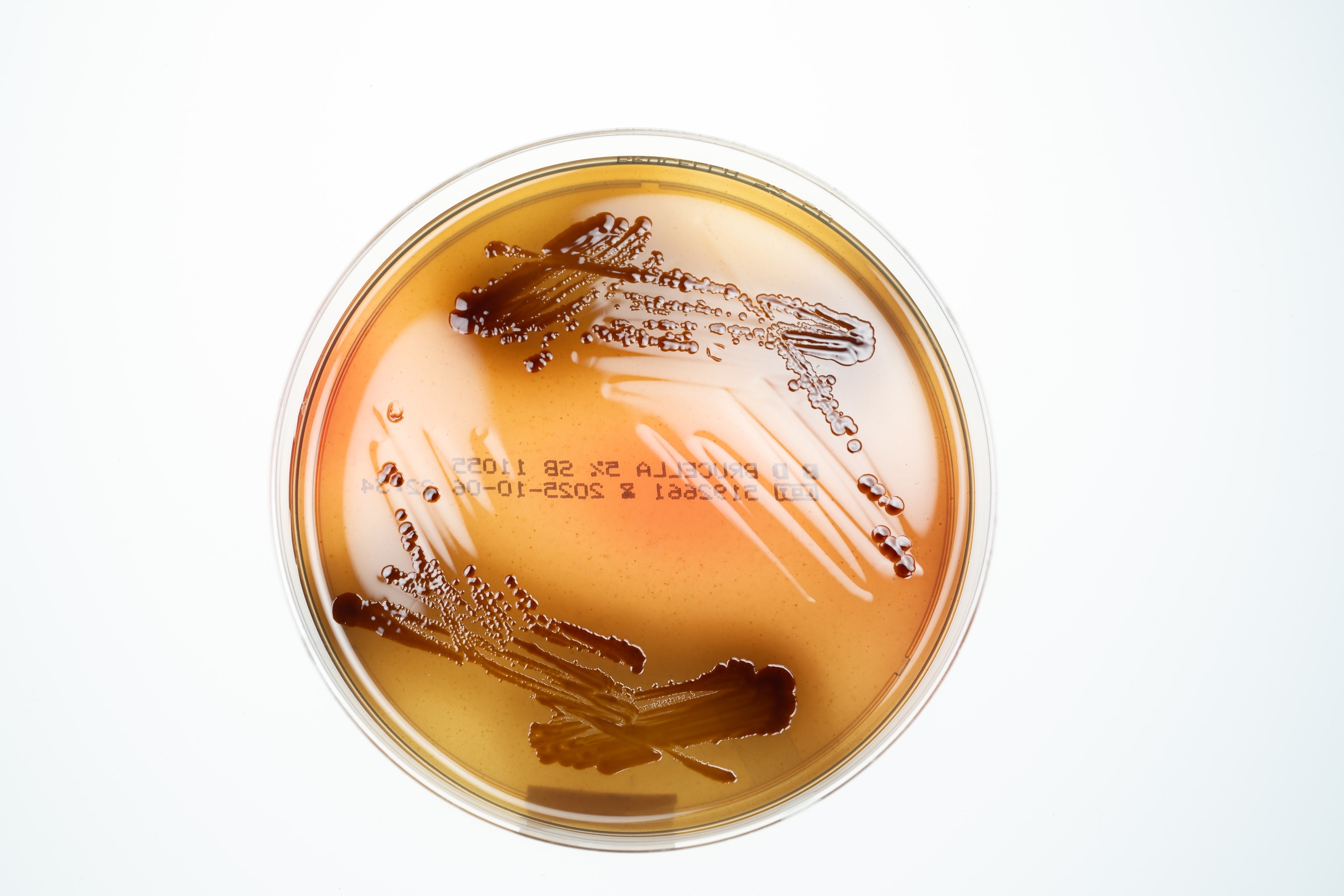 A orange and brown plate circular object.