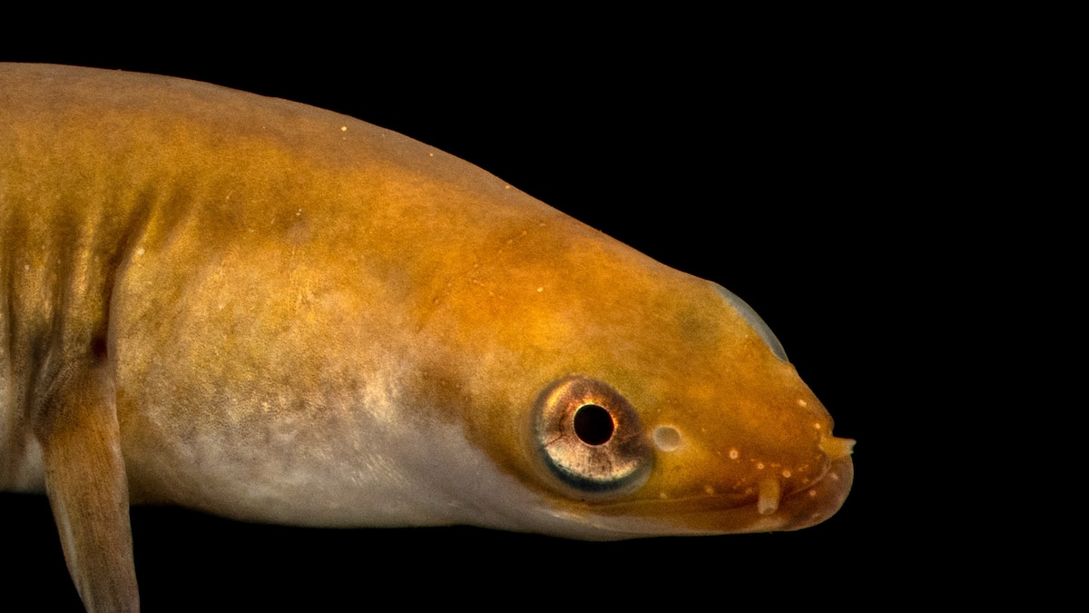 European eel, facts and photos