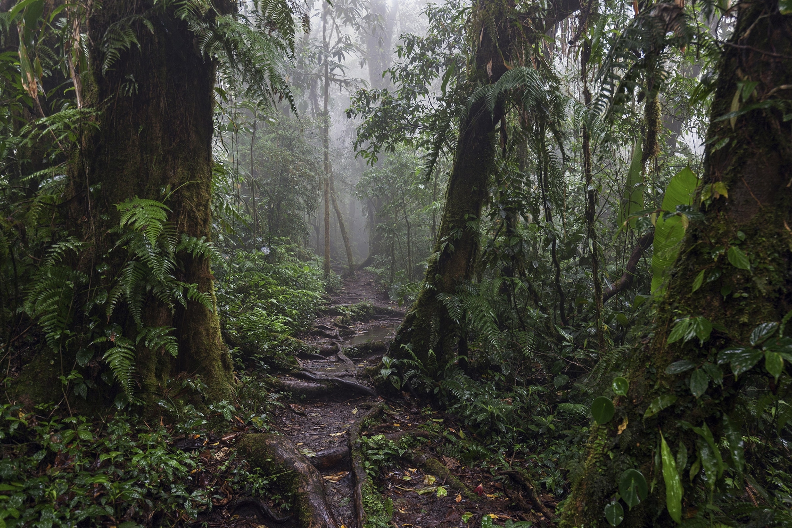 Muddy path through dense, damp rainforest