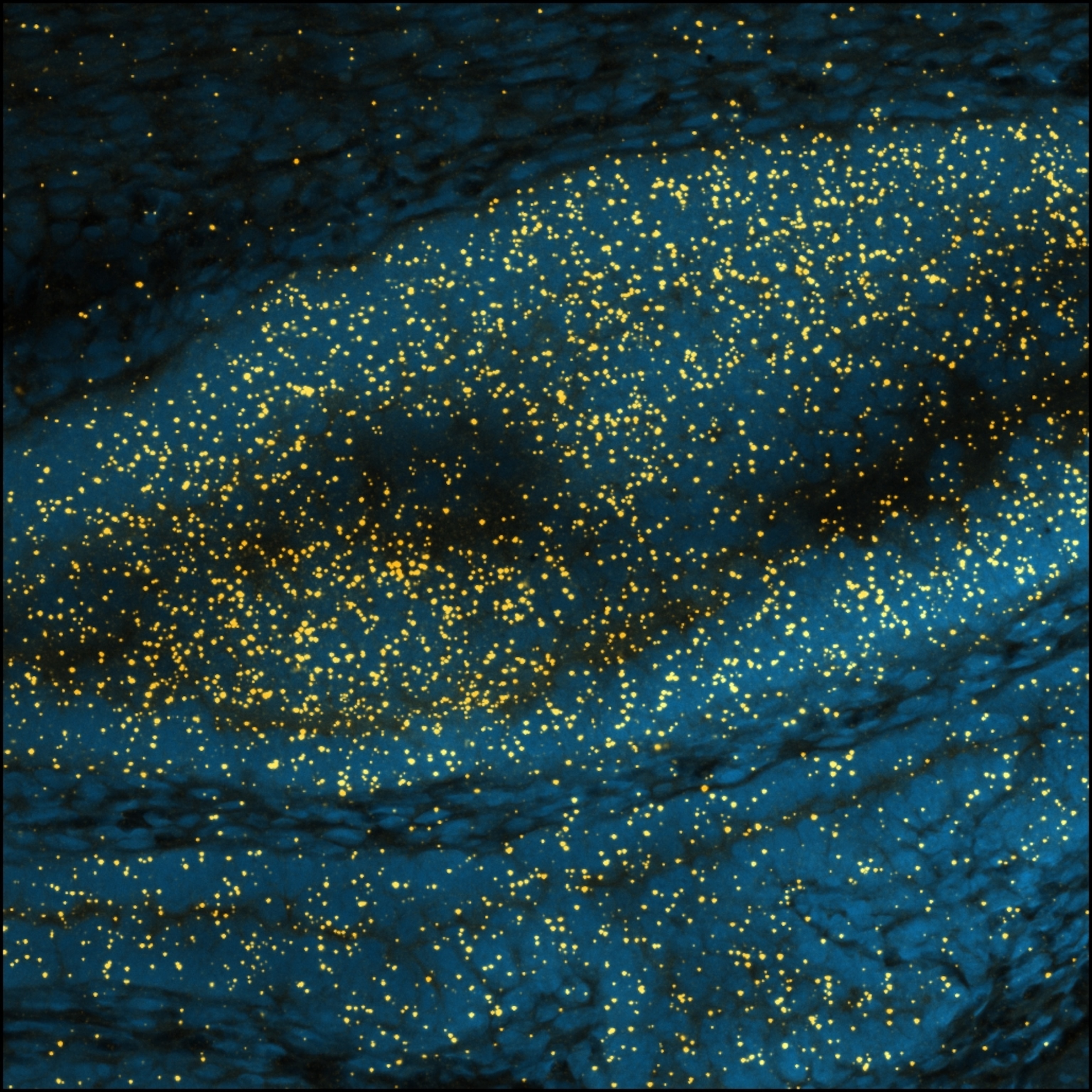 A microscopic view of an octopus oviduct that has been stained to show enzymes, which appear as hundreds of yellow dots