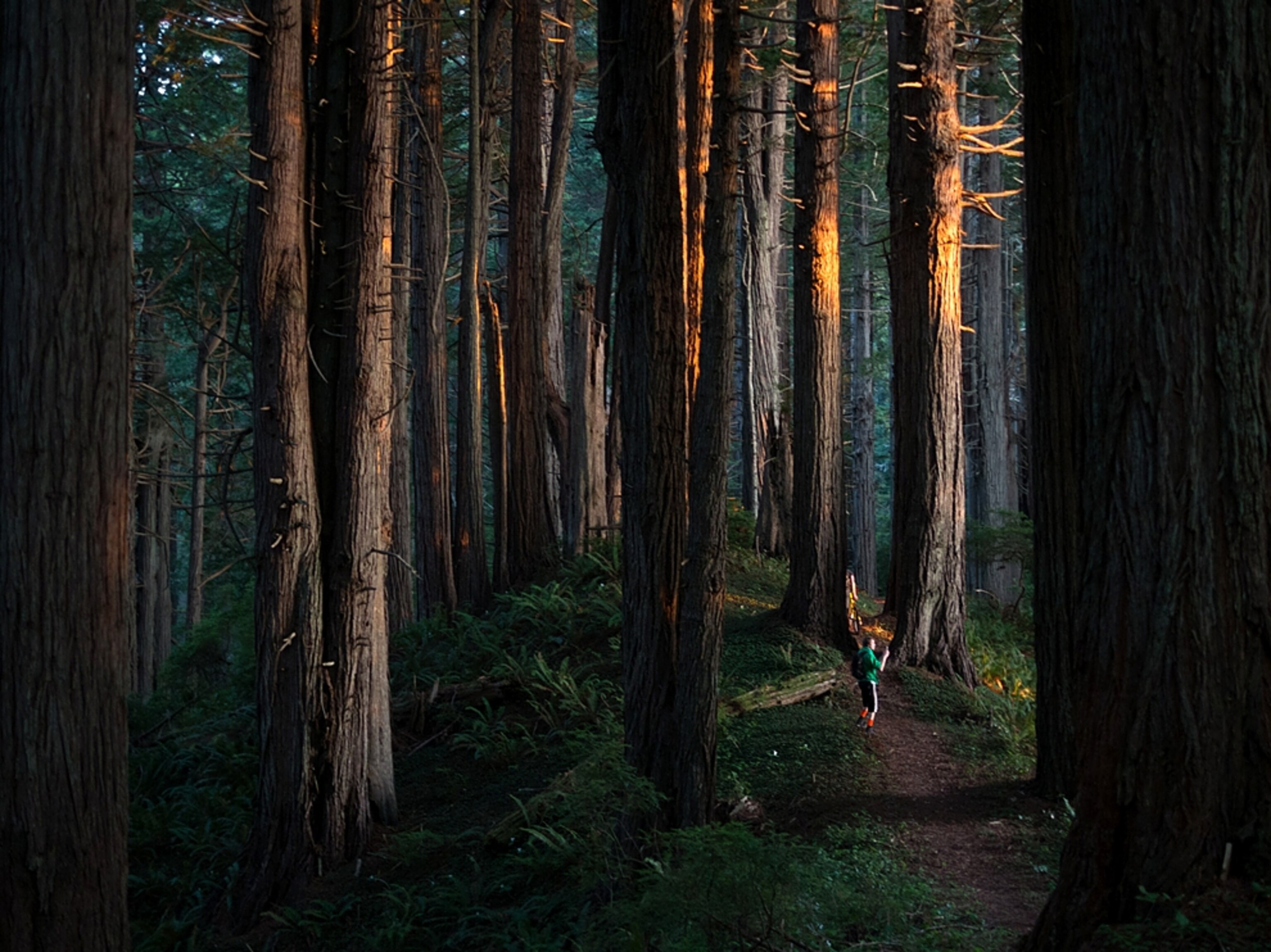 a man at sunset in Redwood National Forest, Calfornia