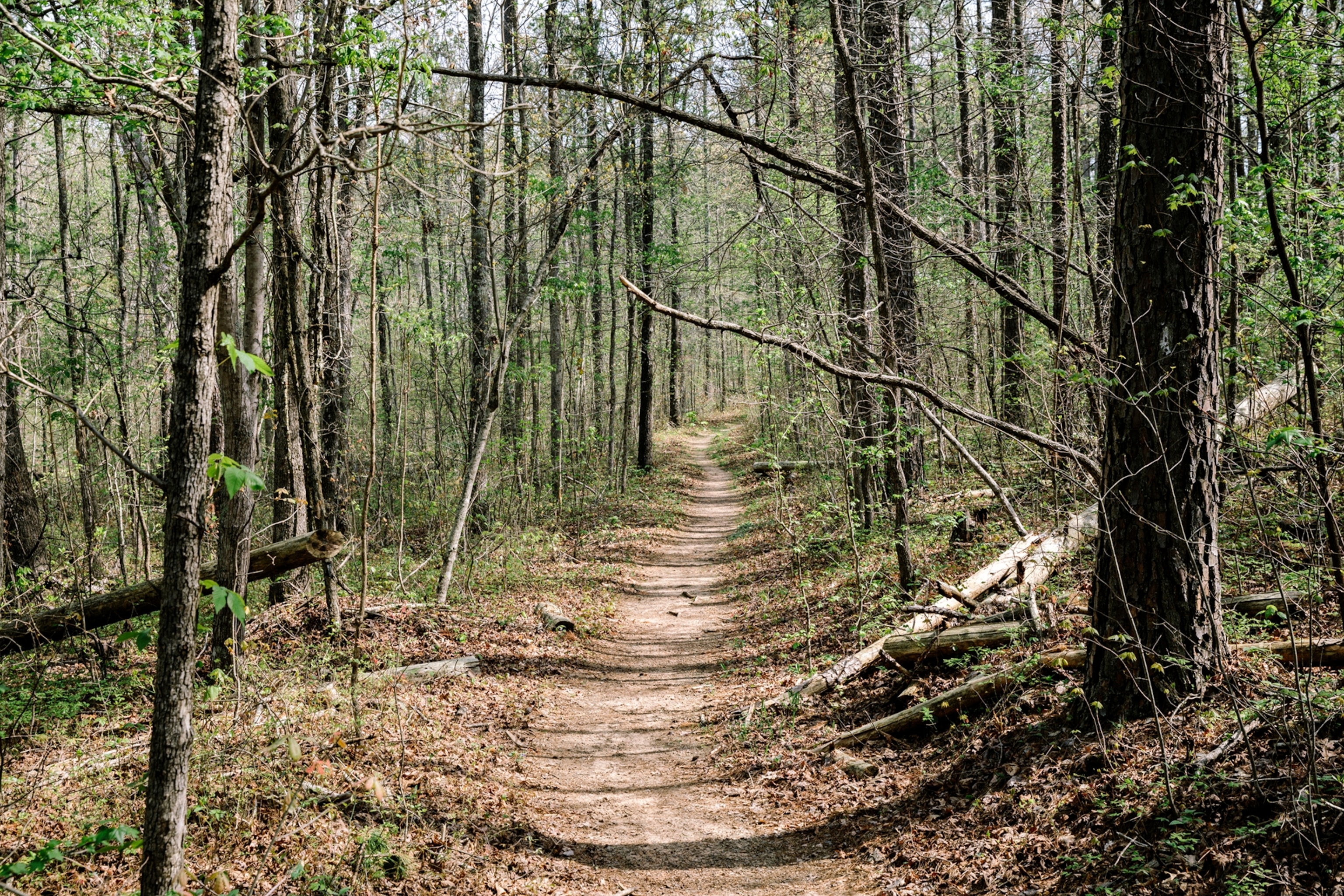 the Ozark National Forest in Pelsor, Arkansas