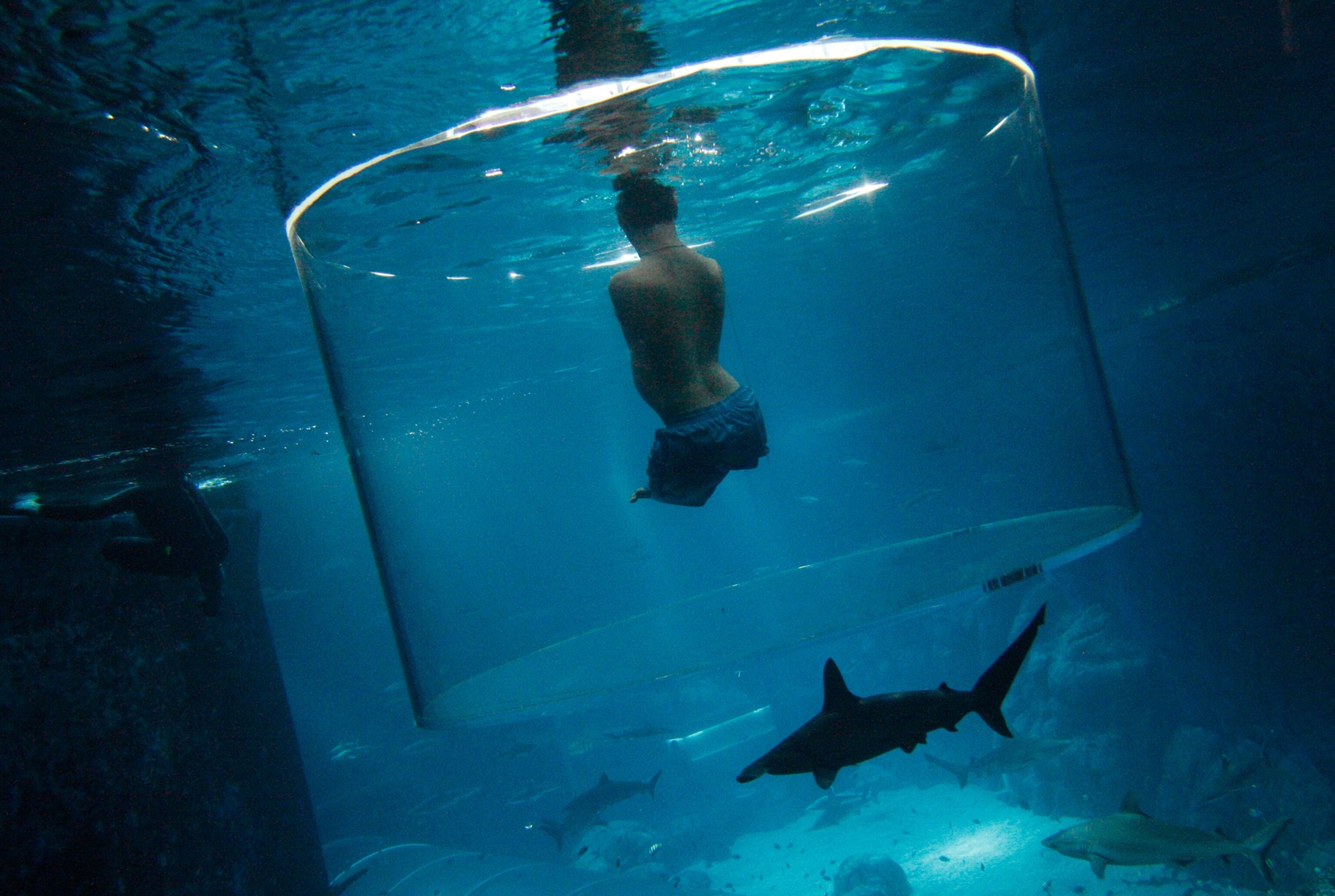 Pictures We Love - Picture of Australian motivational speaker Nick Vujicic, who was born without limbs, in the water with sharks at a Singapore aquarium