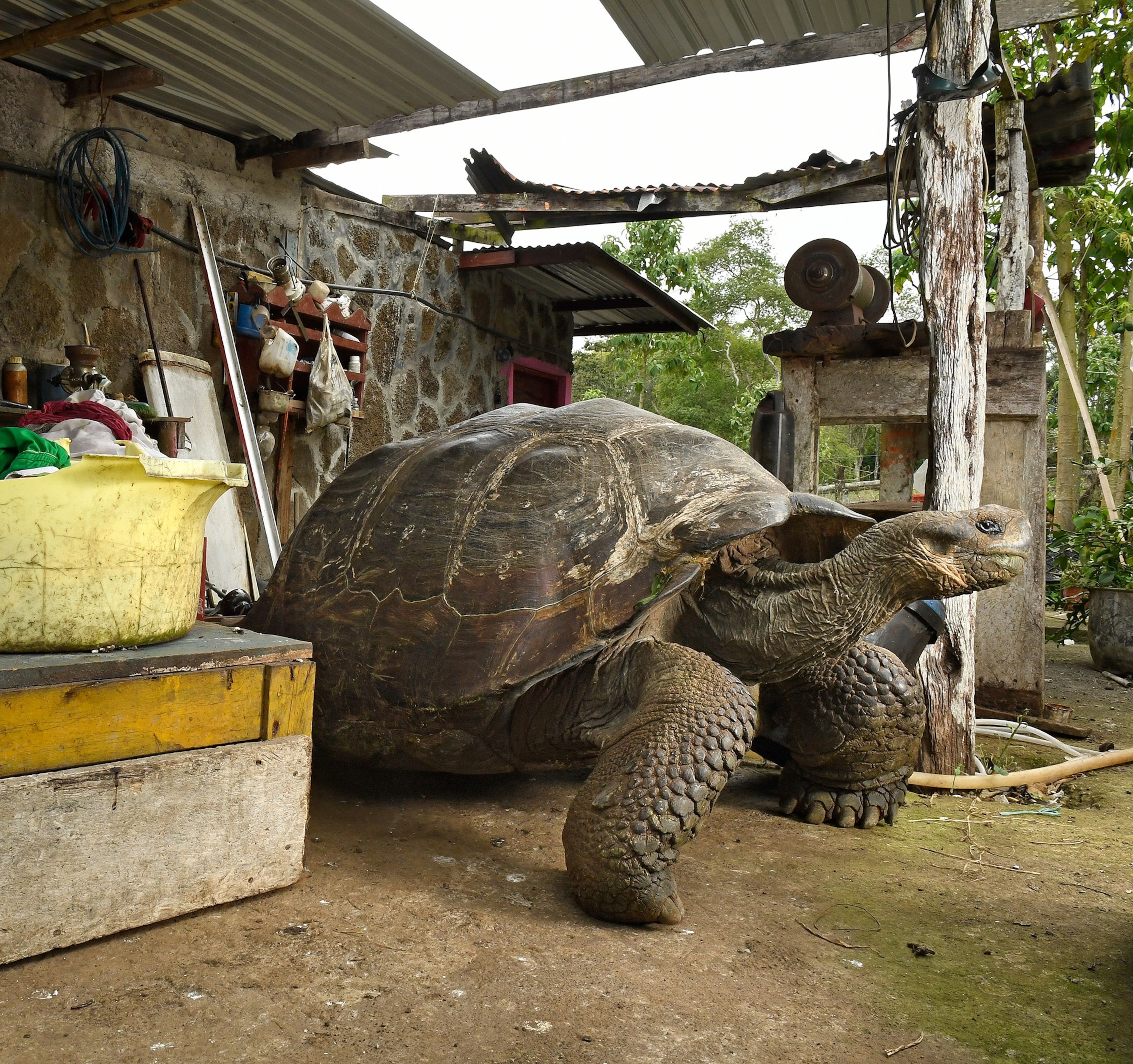 a Galápagos giant tortoise.
