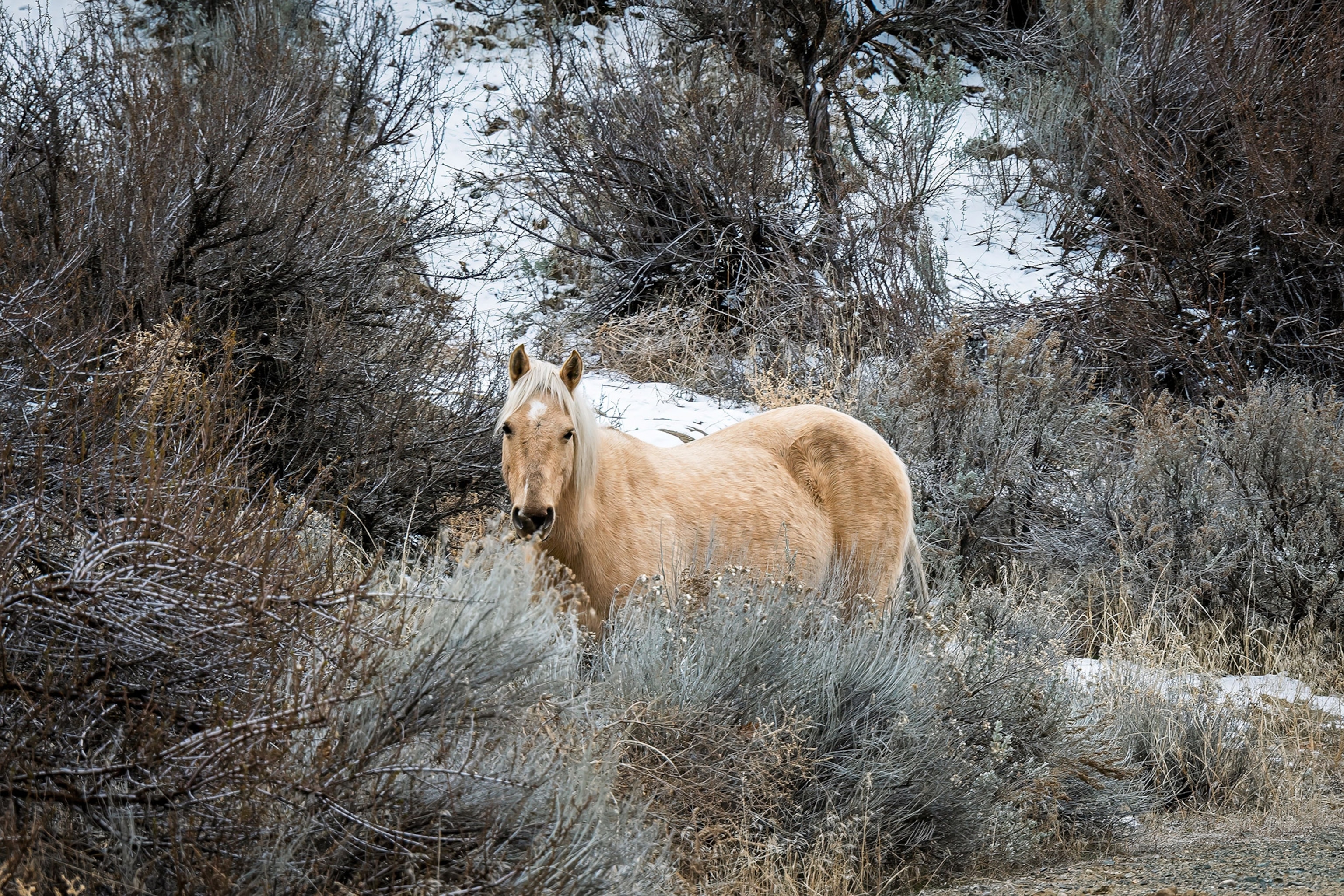 A small tan horse stands in the center of the frame, looking at the camera, surrounded by dry, dark green desert brush with a light dusting of snow.