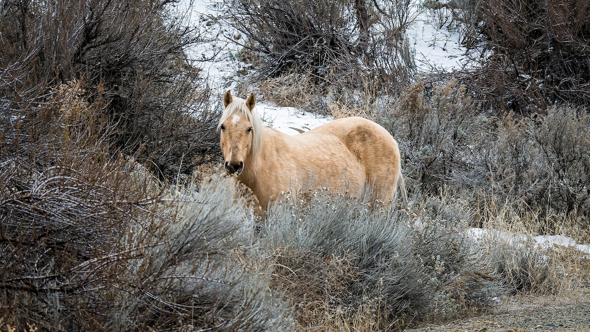 This Canadian ‘desert’ is British Columbia’s secret winter oasis