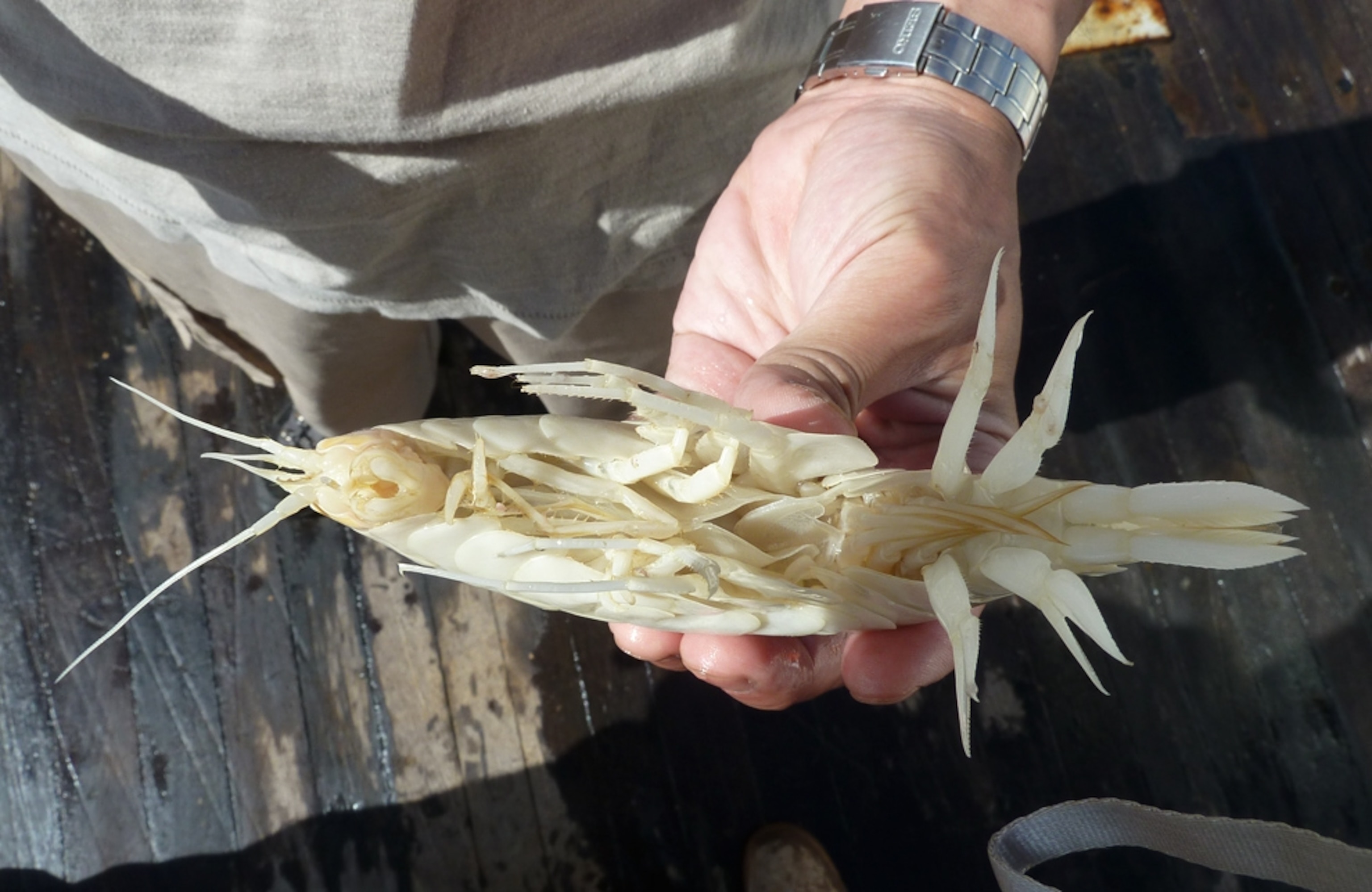 Supergiant amphipod picture: crustacean found in deep ocean trench off New Zealand
