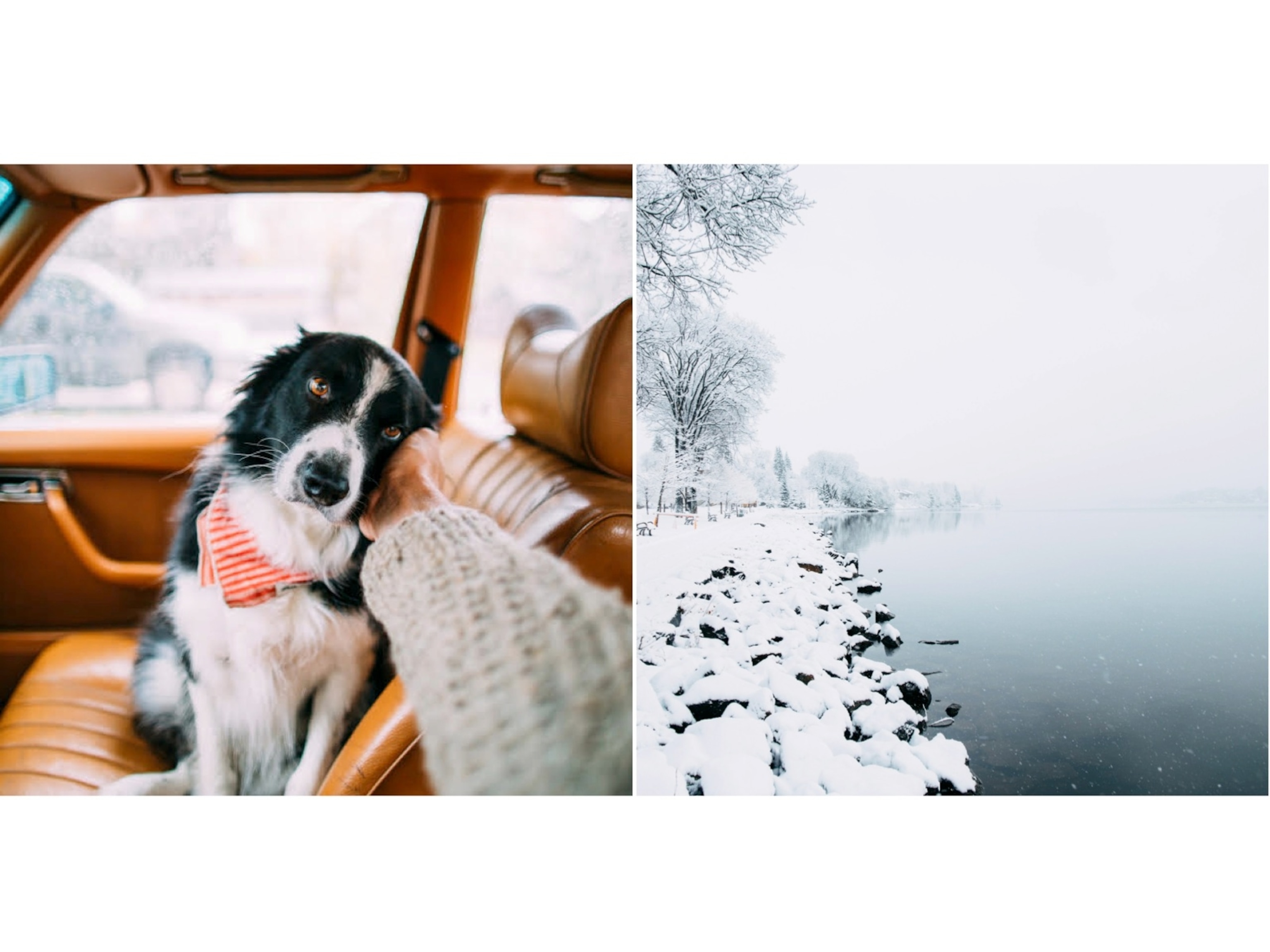 "It’s a face I see at least once every time while driving, so I’ll pet behind his ear and he’ll push his face into my hand as if to ask me to continue." "Momo has almost always hidden in my pictures. While I'm seeking inspiration, I usually play on the concept of him hidden behind things or him acting a little bit shy."