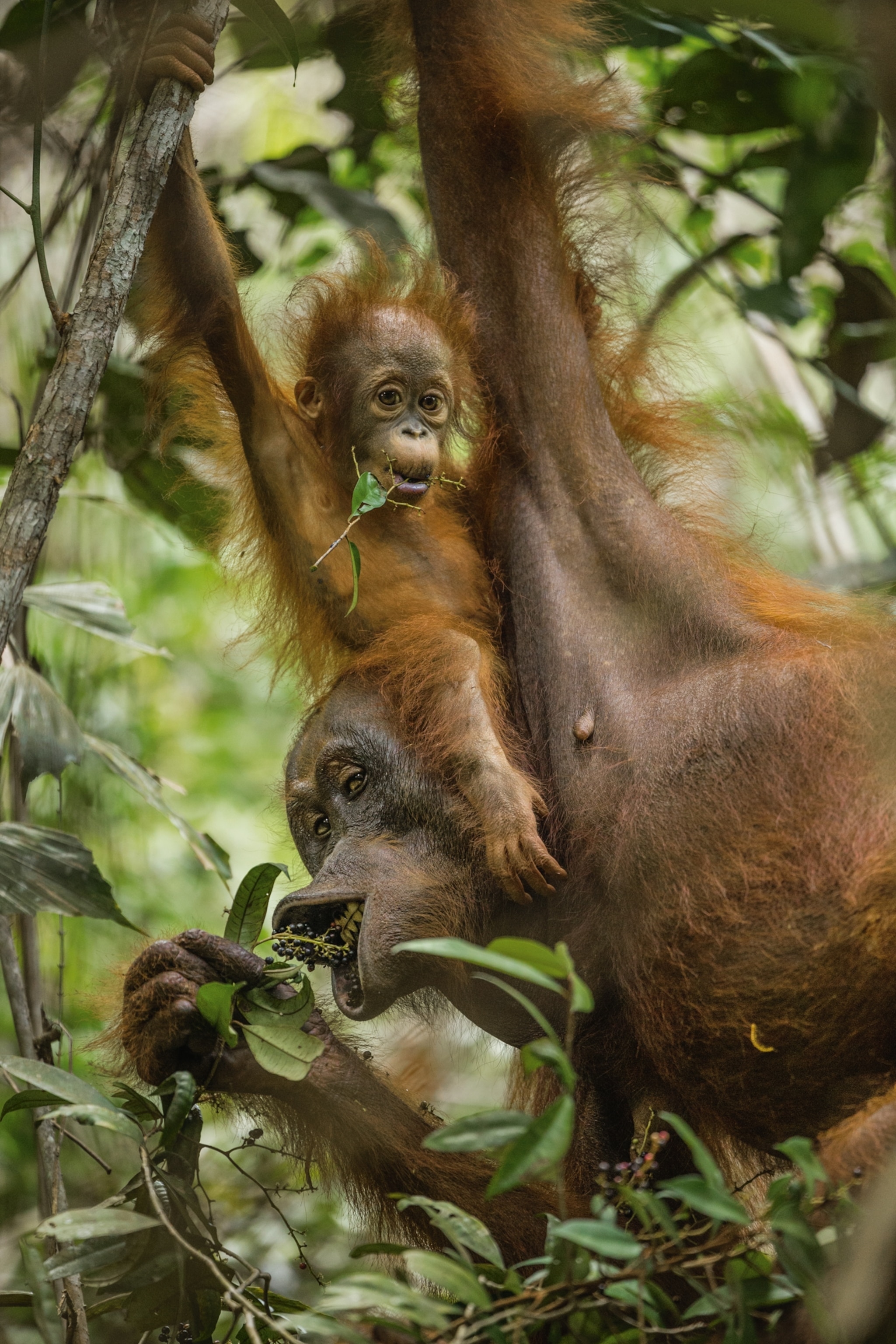 Inside the Private Lives of Orangutans | National Geographic