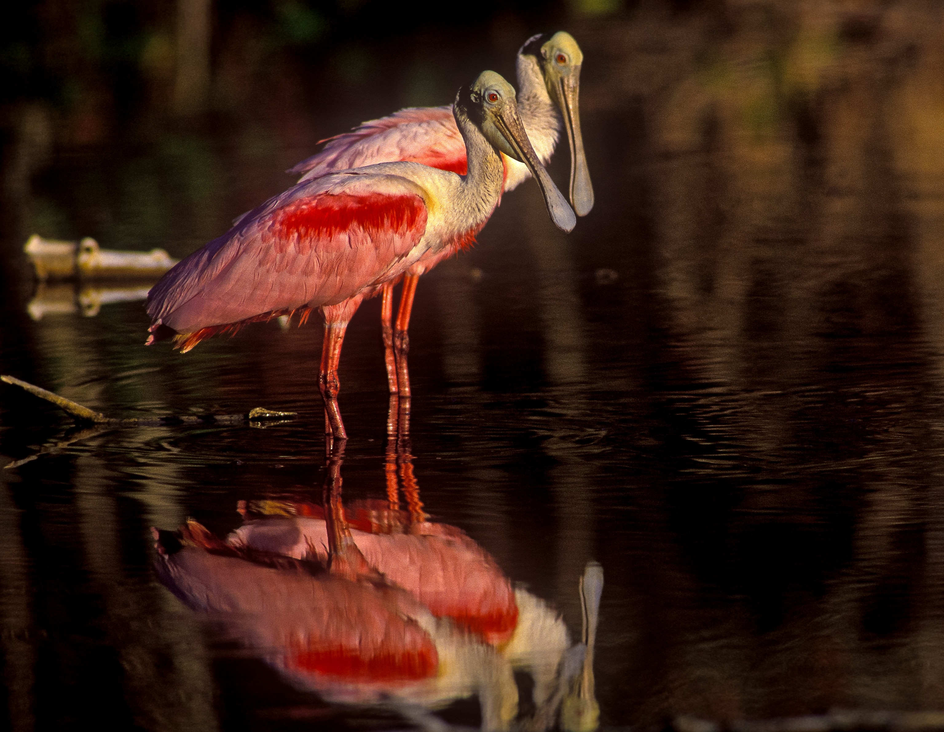 A pair of Roseate Spoonbills stand in shallow water together with their reflections below them in the water.