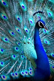 Acrylic Peacock Painting Etna pe