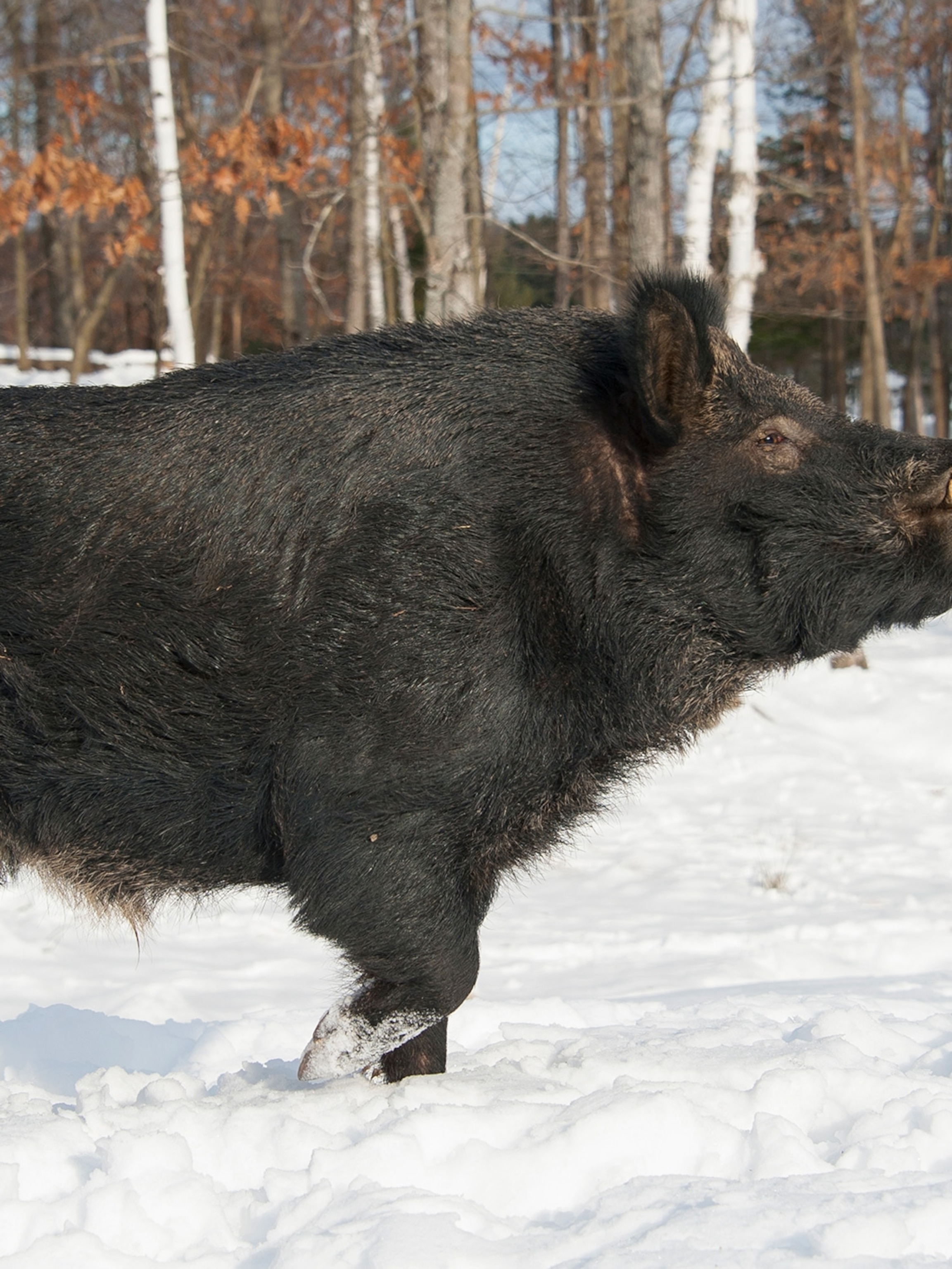 Huge Feral Hogs Invading Canada Building Pigloos As They Go