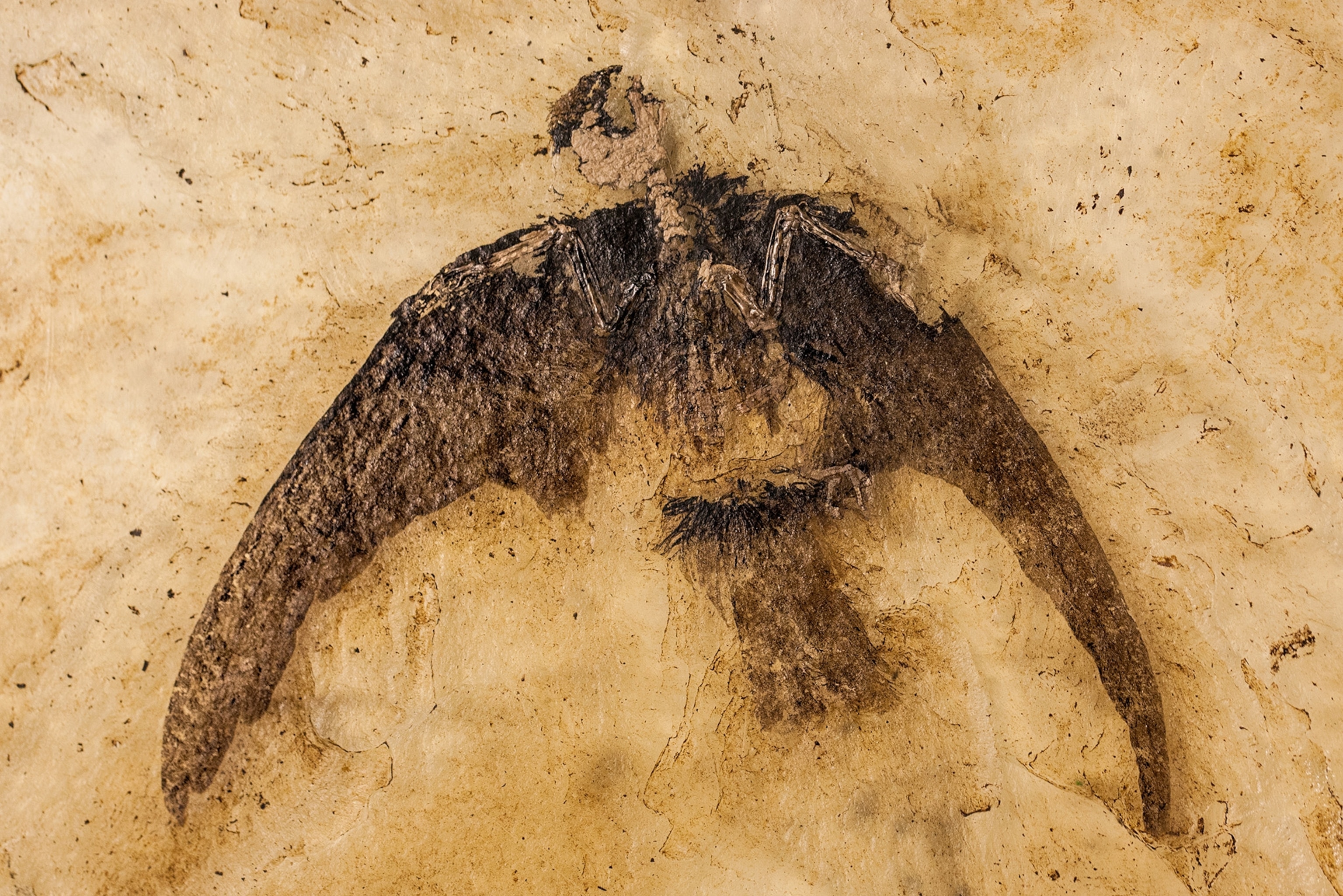 ghostly feathers of an early swift preserved on 48-millionyear-old fossil, Germany