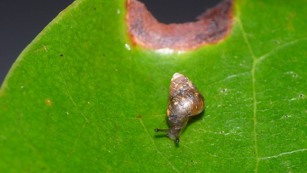 Snails Survive Being Eaten by Birds—A Mystery