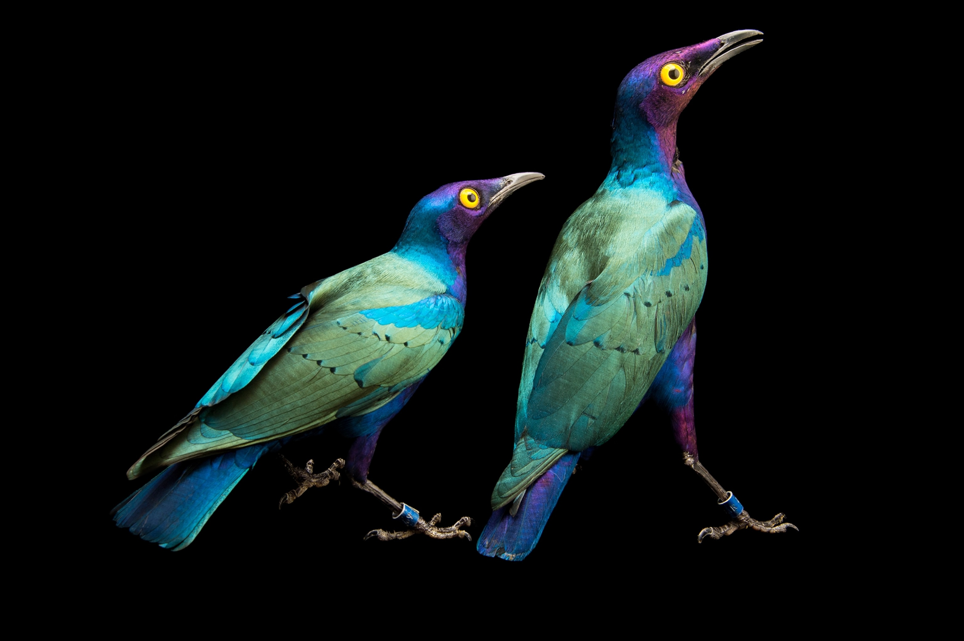 a purple glossy starling at Kansas City Zoo, Missouri