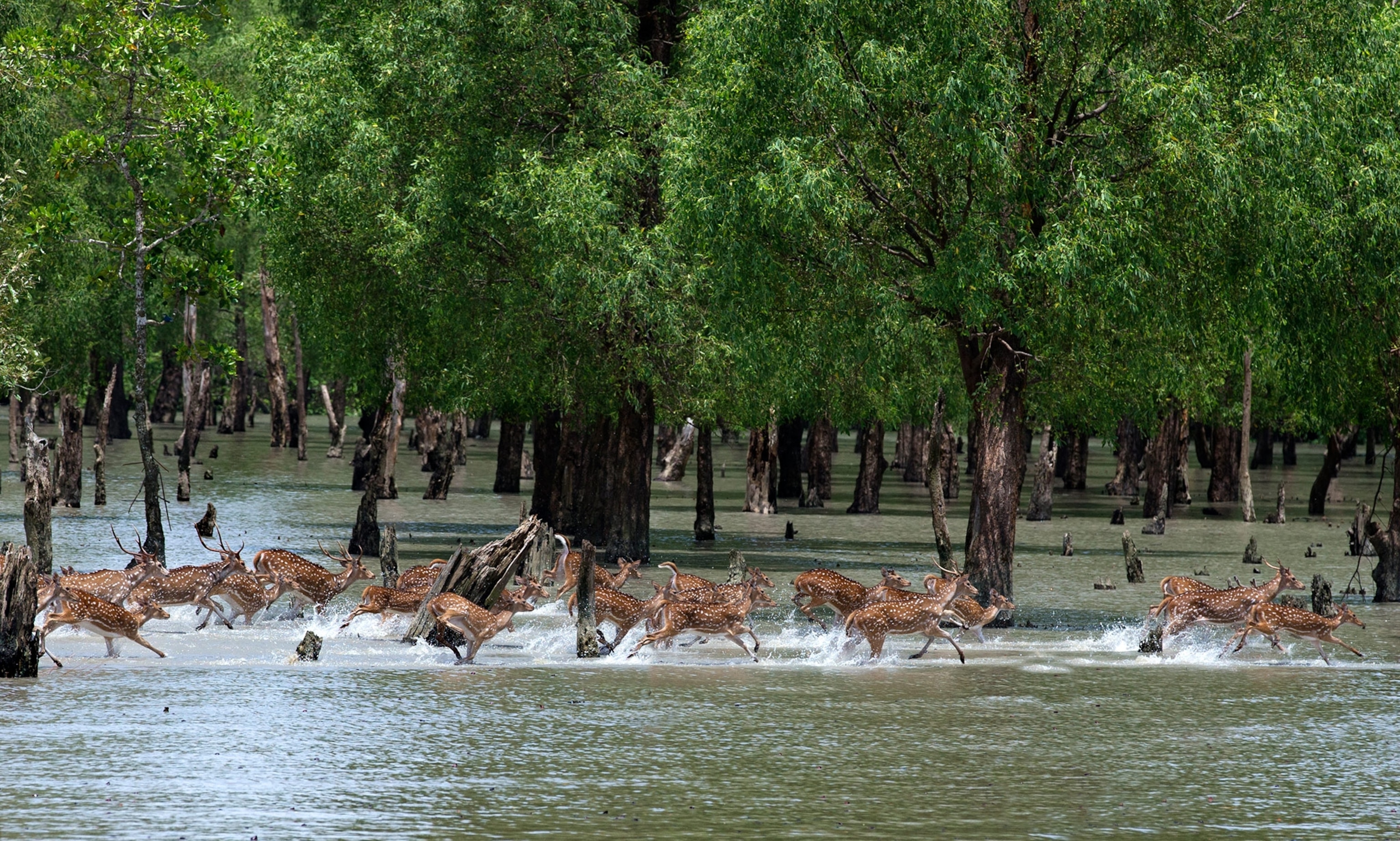 Sundarbans National Park