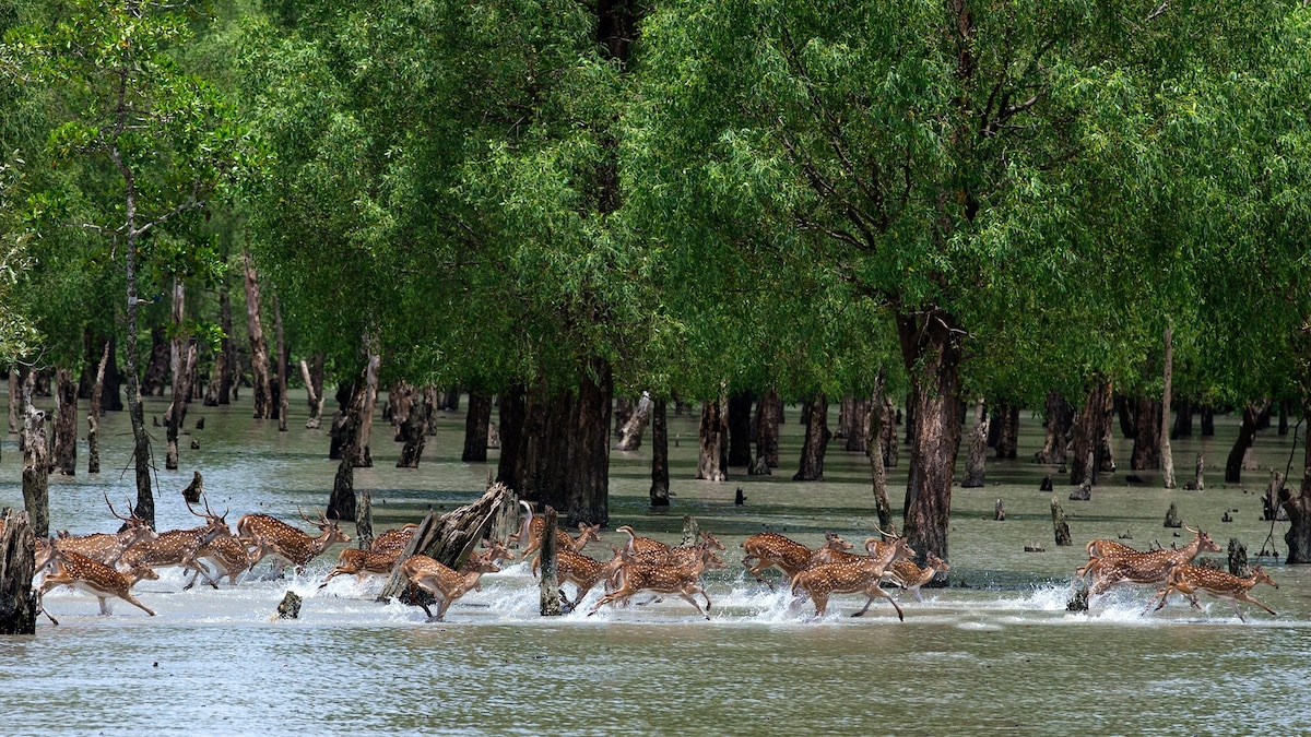 Sundarban Tourism