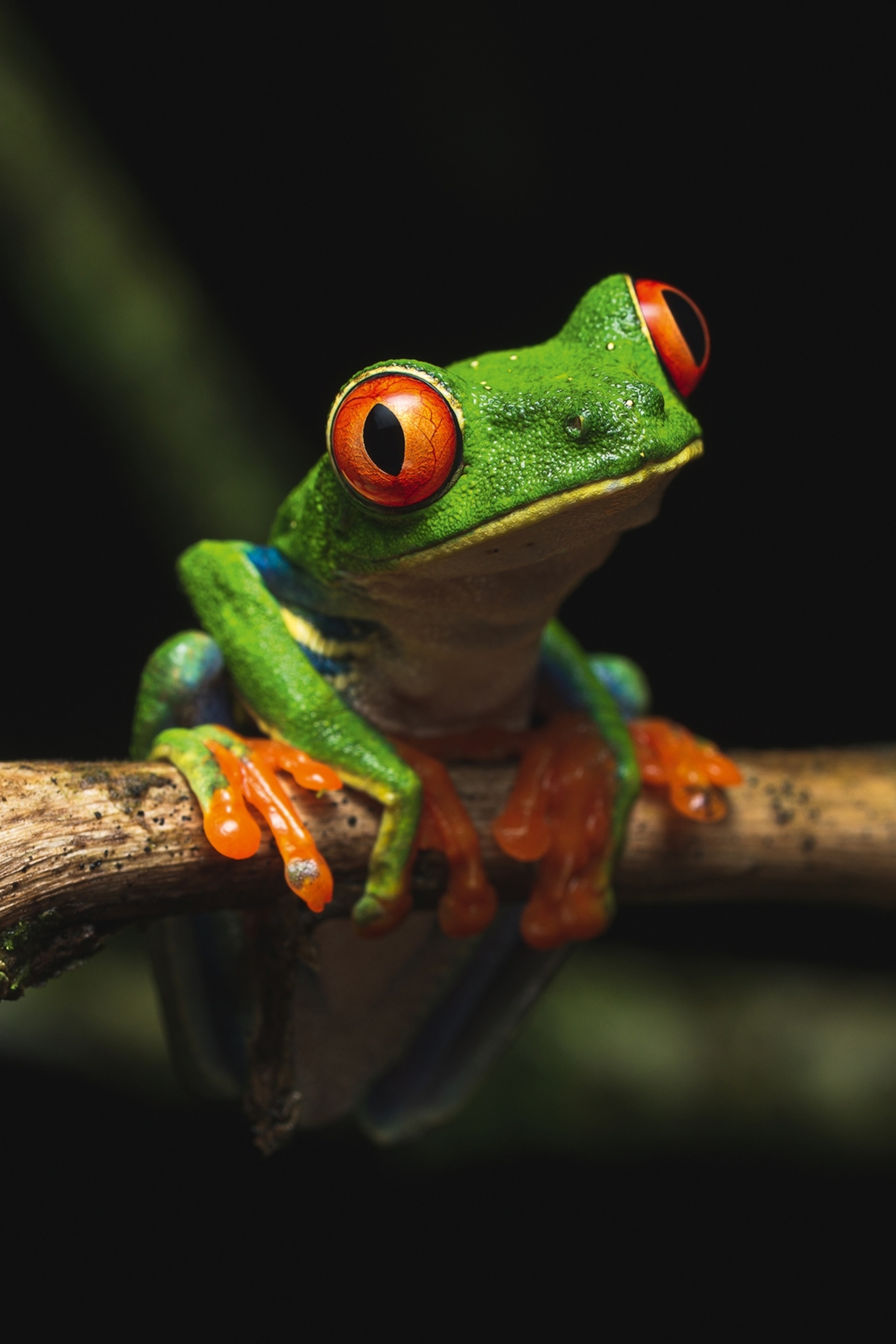 A close-up of an exotic frog on a branch.