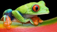 Red eyed Tree Frog Agalychnis Callidryas Animal With Big