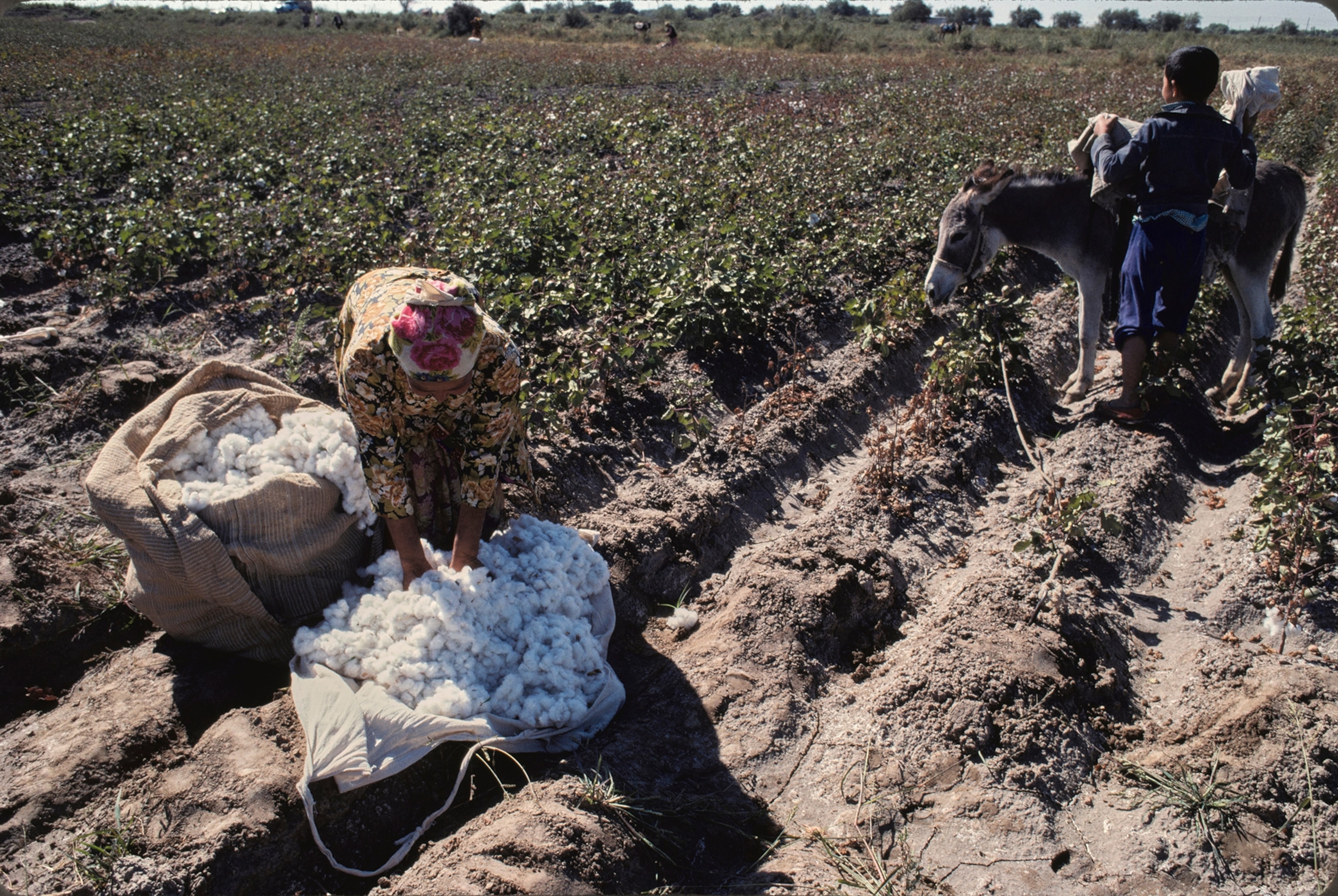 Two people prepare a cotton field for machine harvesting by clearing a strip by hand.