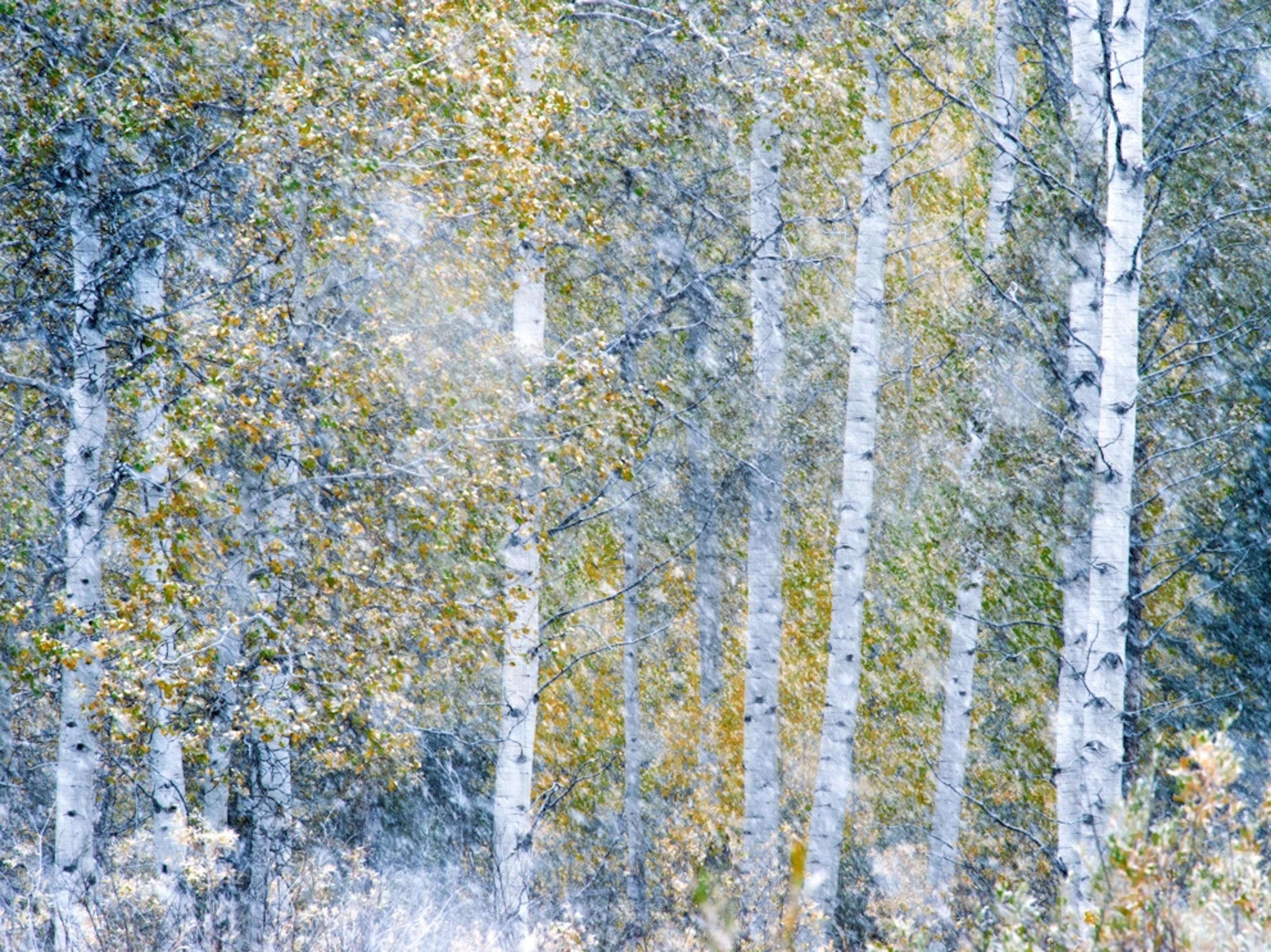 quaking aspen trees in snow, Grand Teton National Park