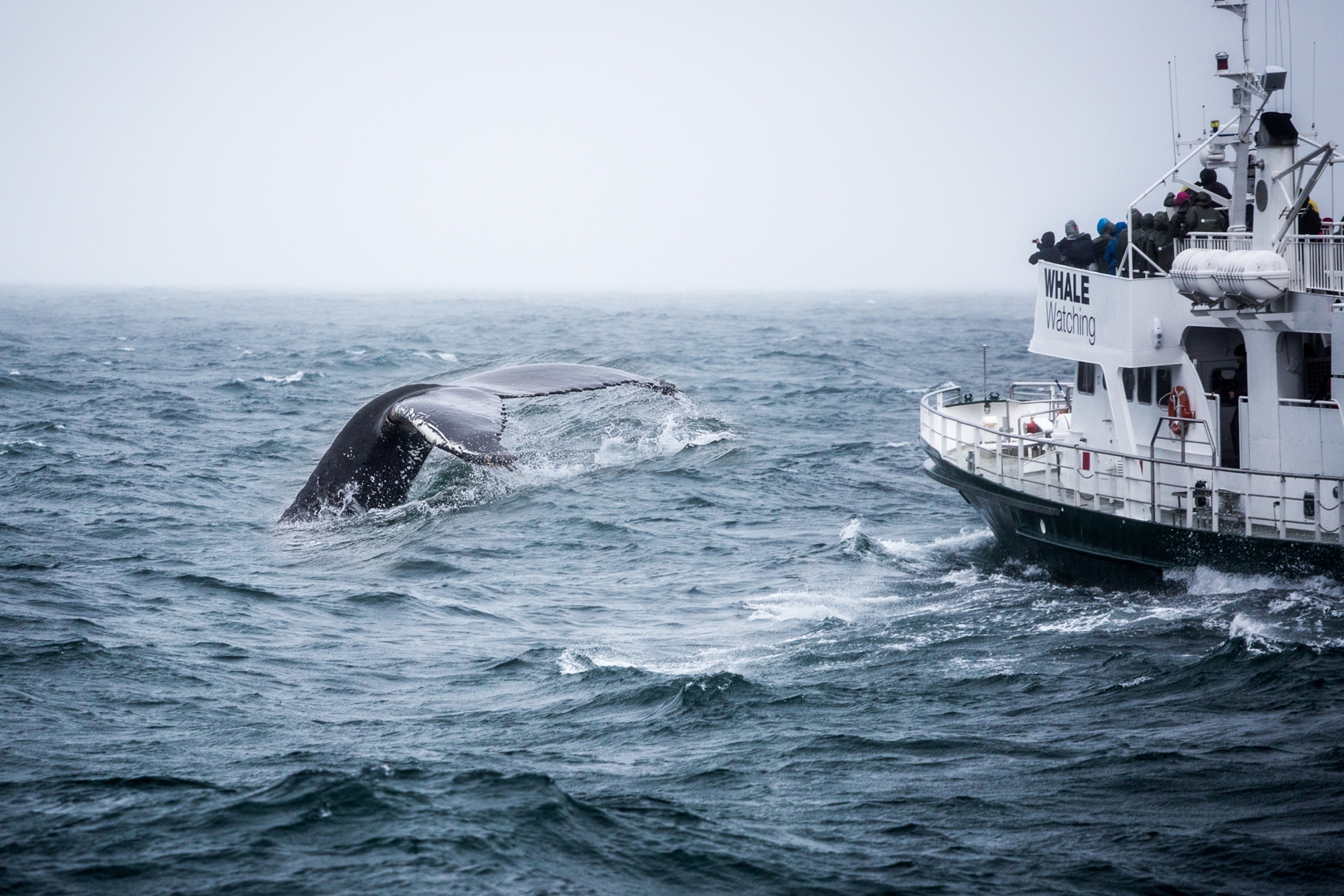 A humpback whale surfaces near a whale-watching boat