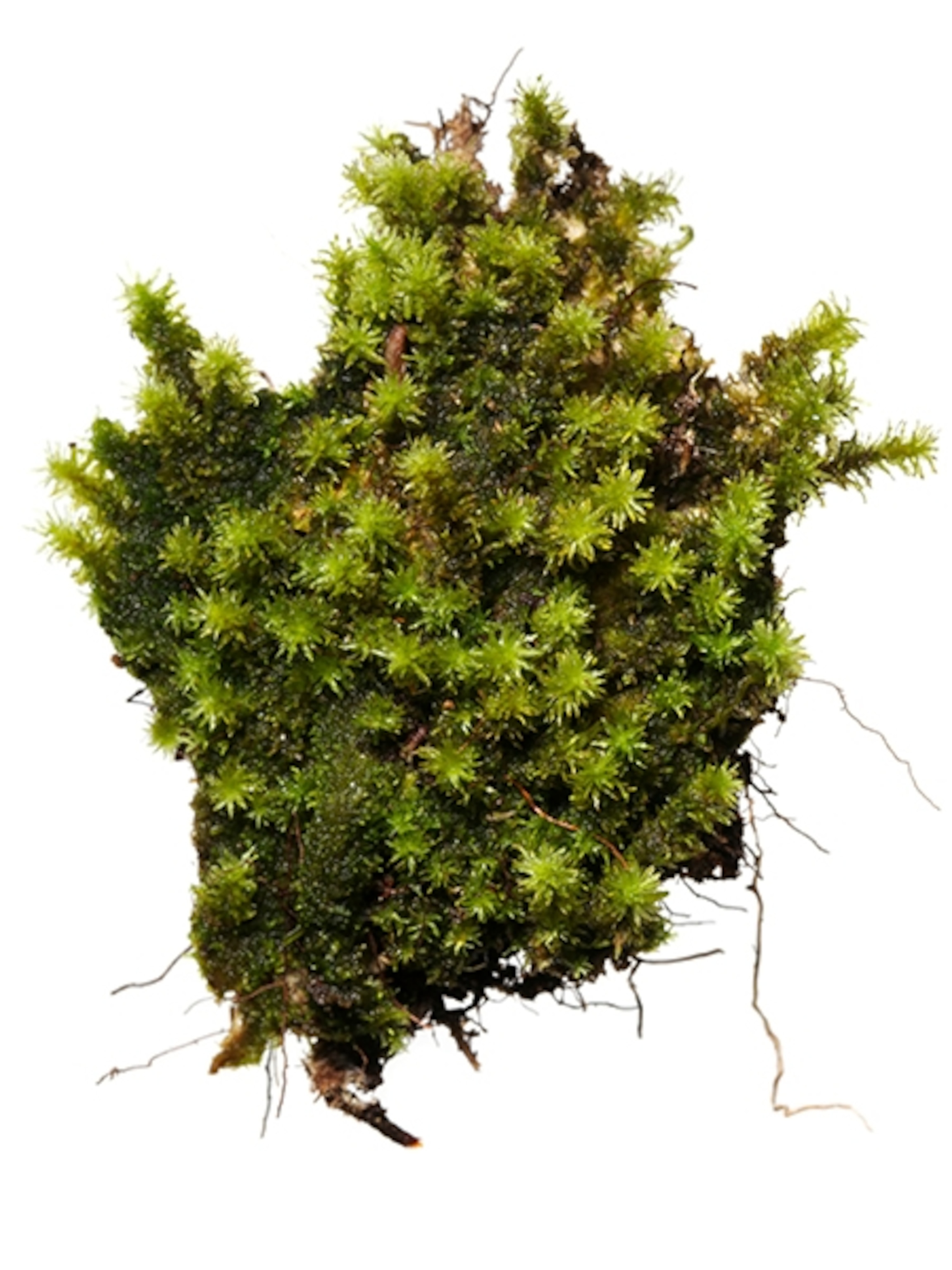 Scientific Name: Mitthyridium obtusifolium, Notes: just moss from 67,