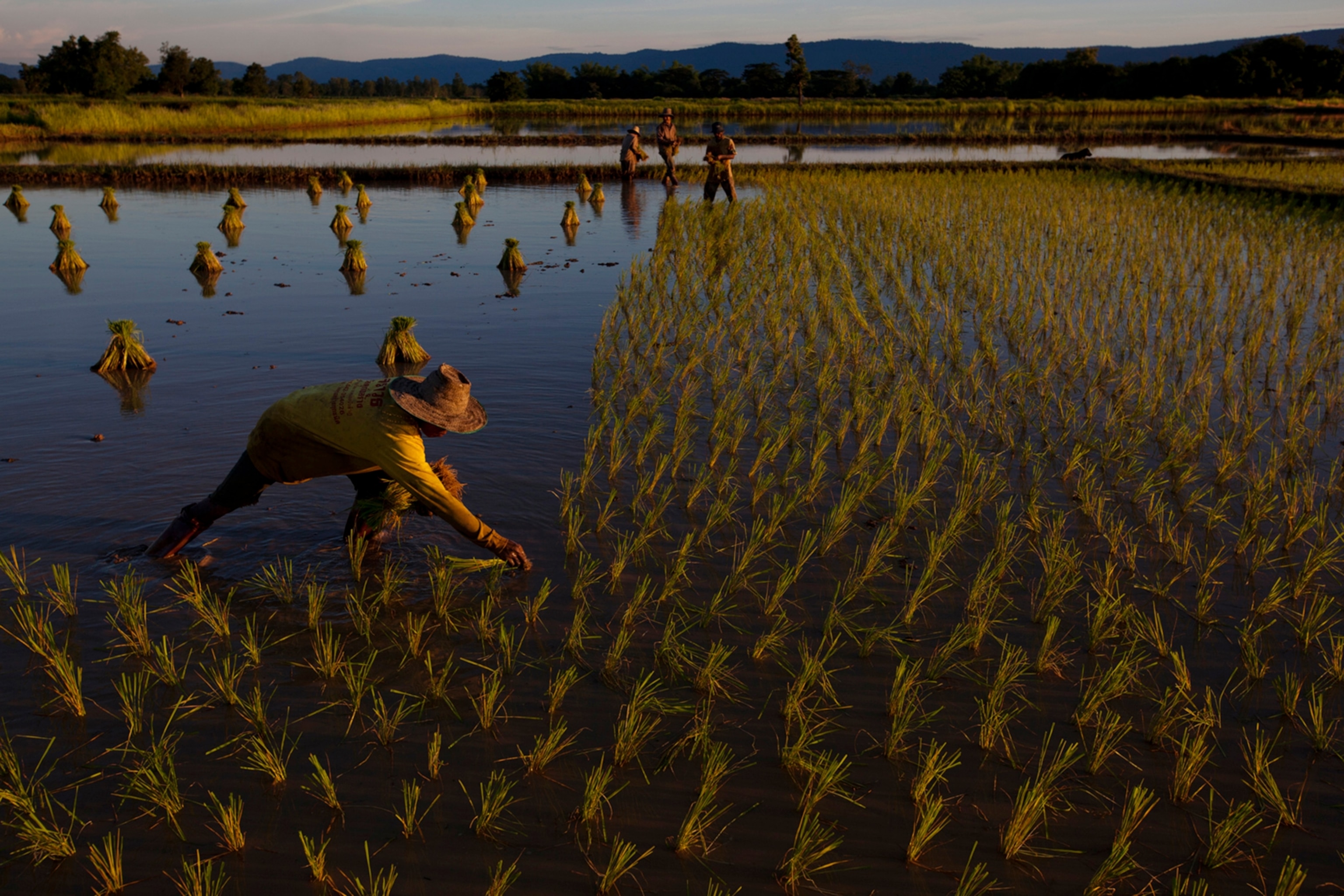 Workers plant rice seedlings in the village of Ban Huay Wa in northeastern Thailand in 2012.