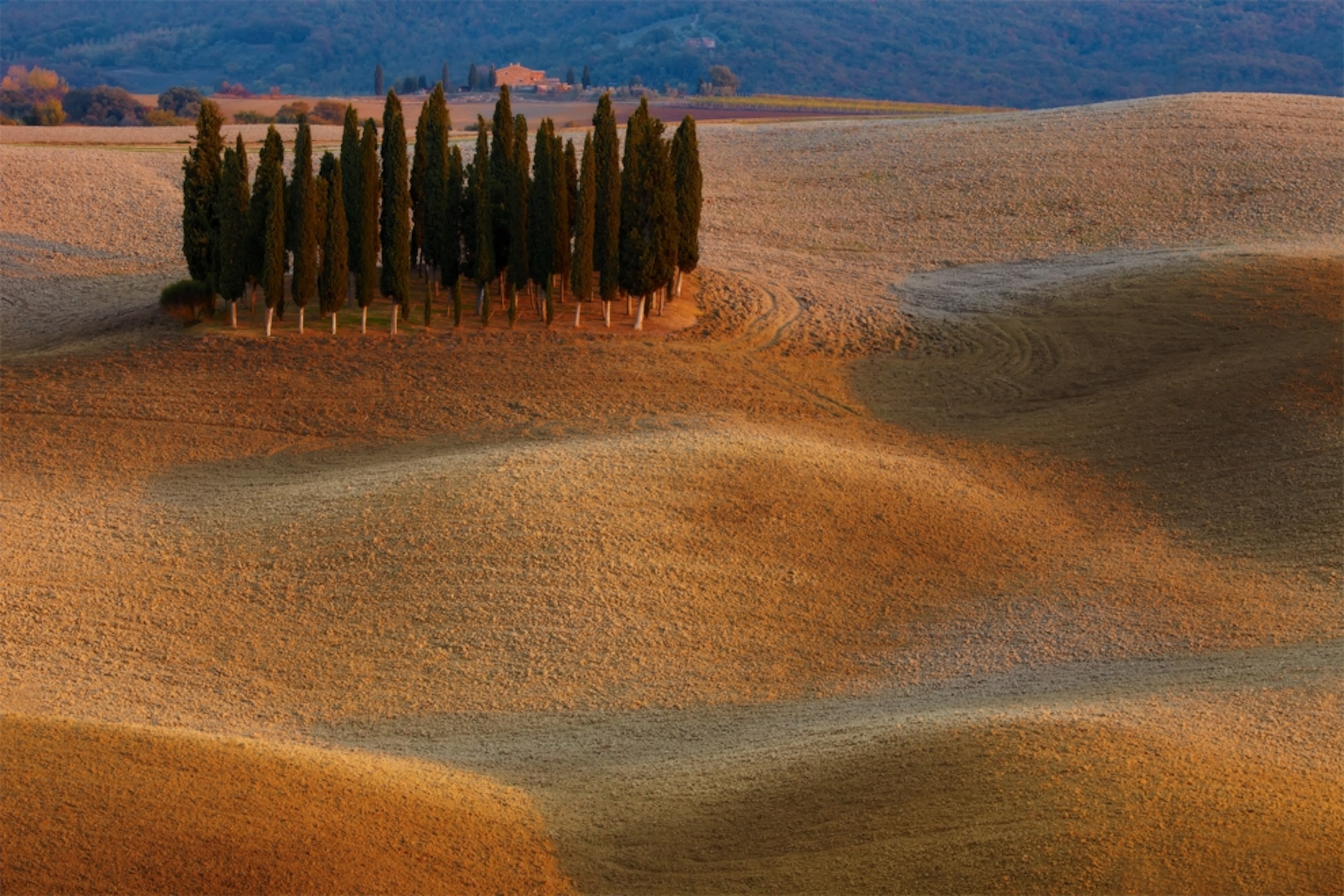 Cypress Trees in Tuscany, Italy