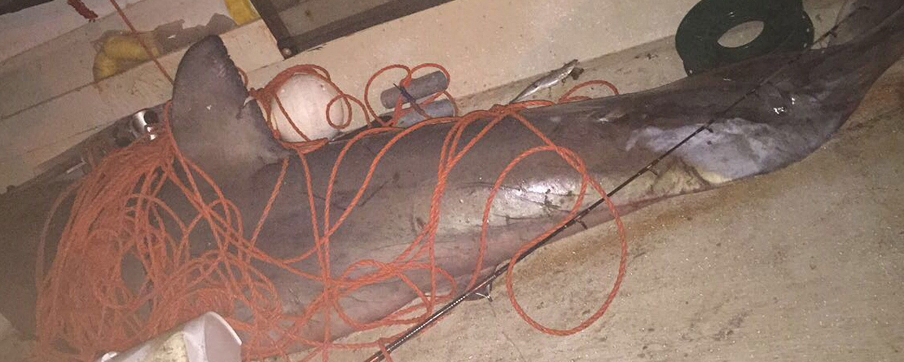 a great white shark after it launched itself into a boat