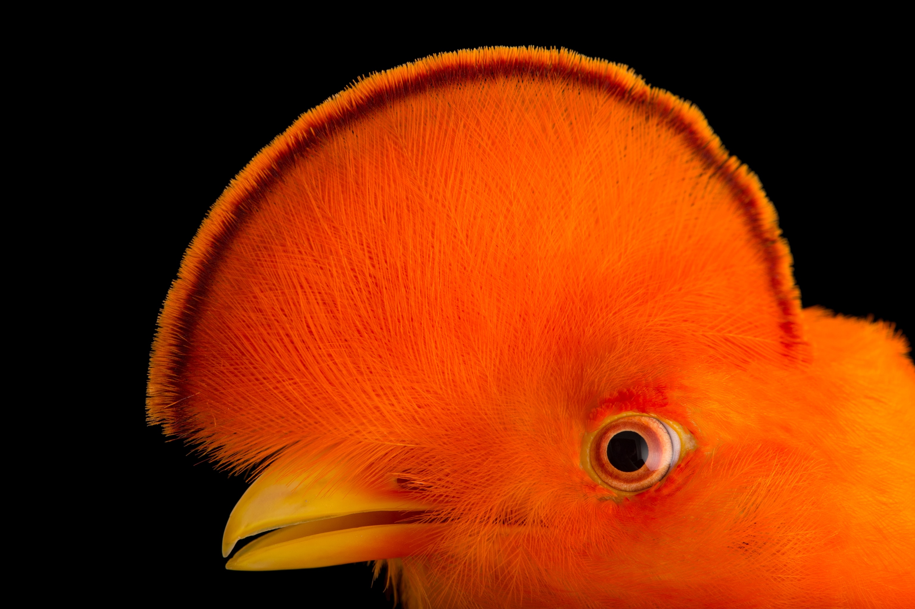 a Guianan cock-of-the-rock at Dallas World Aquarium, Texas