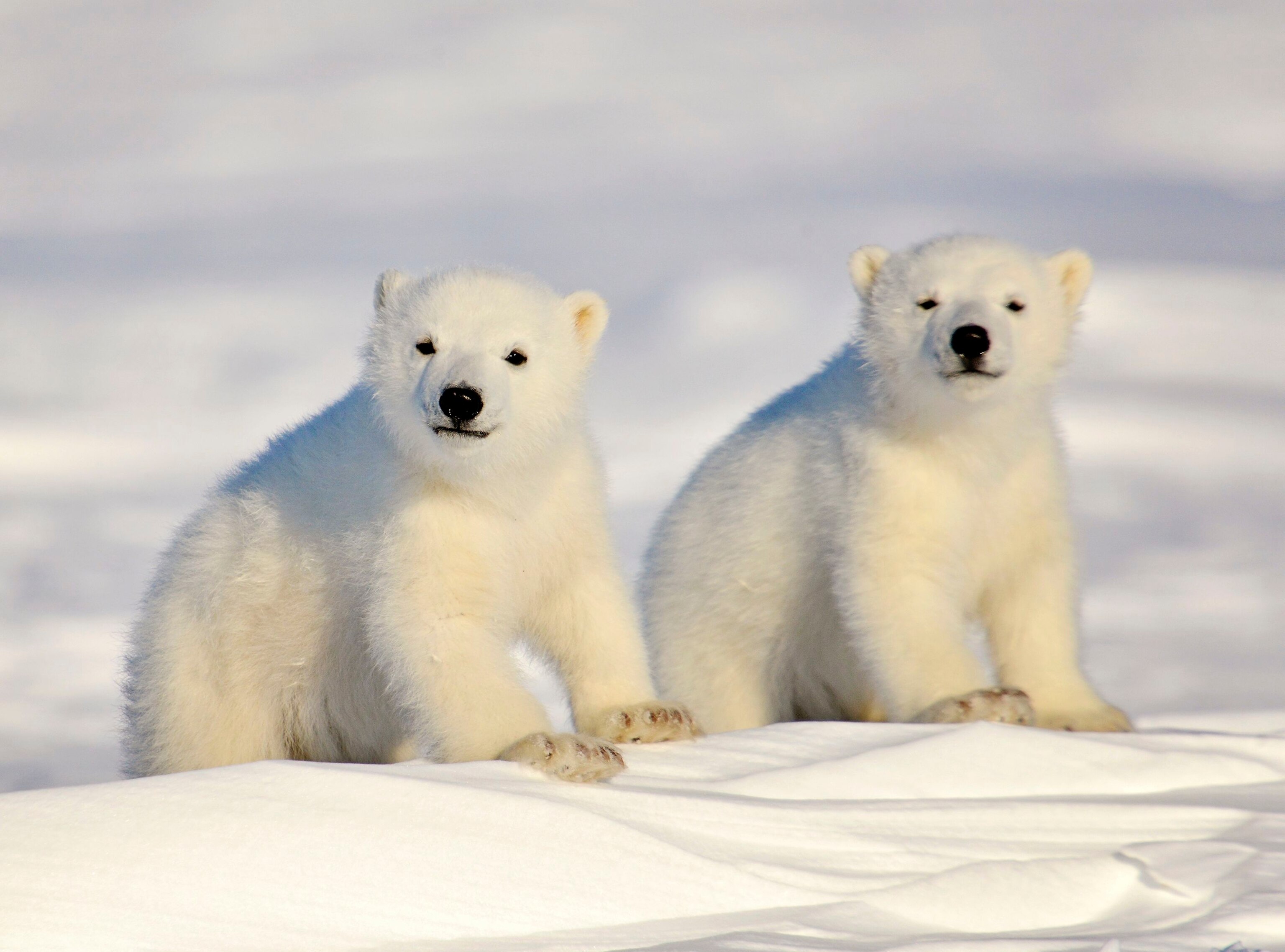 Polar Bear | National Geographic