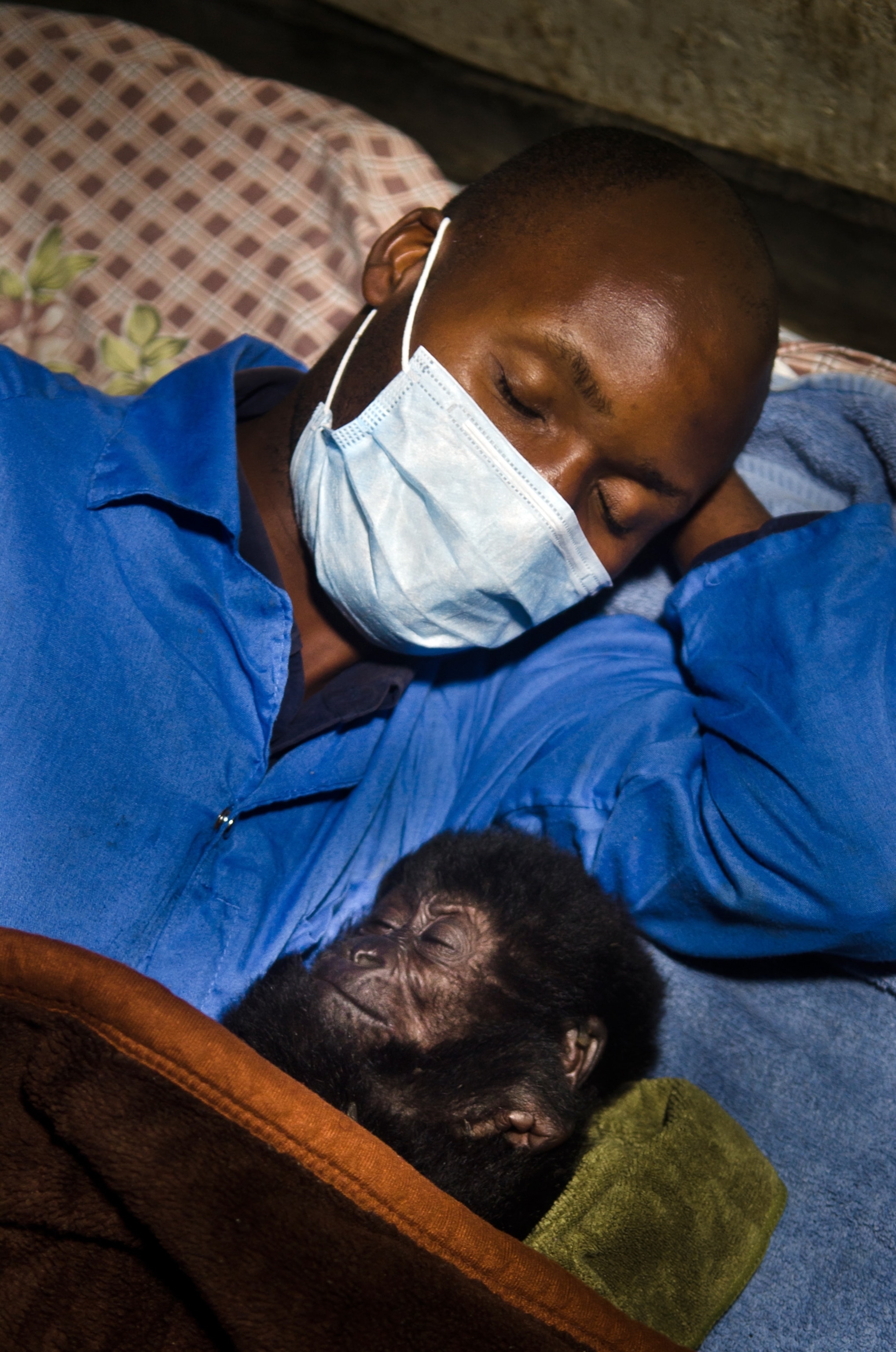gorilla picture - orphans rescued from poachers in afric
