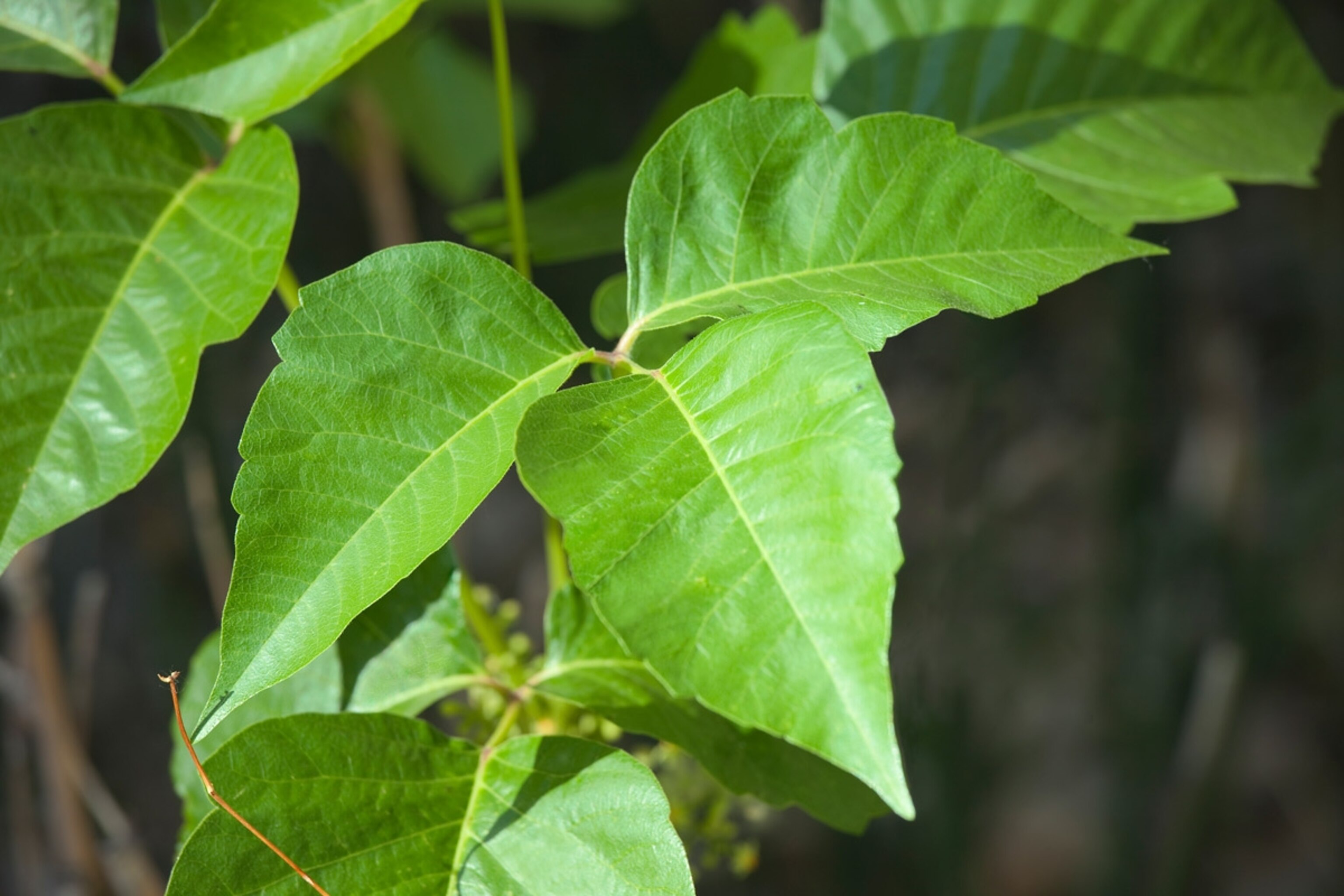 Close-up of Poison Ivy leaves