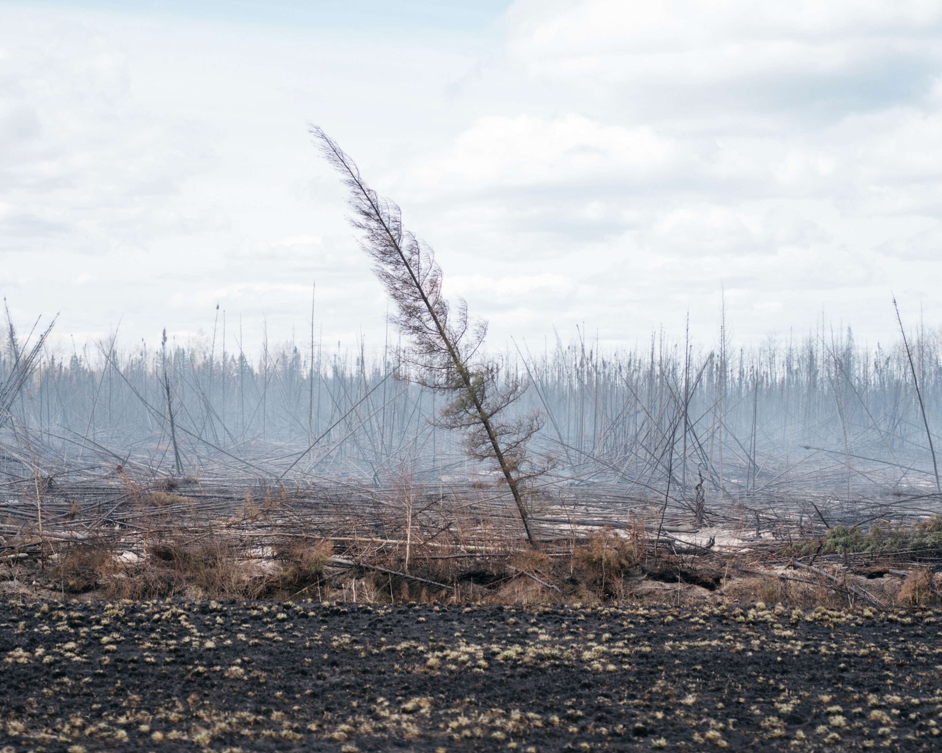 a burnt tree in Fort McMurray