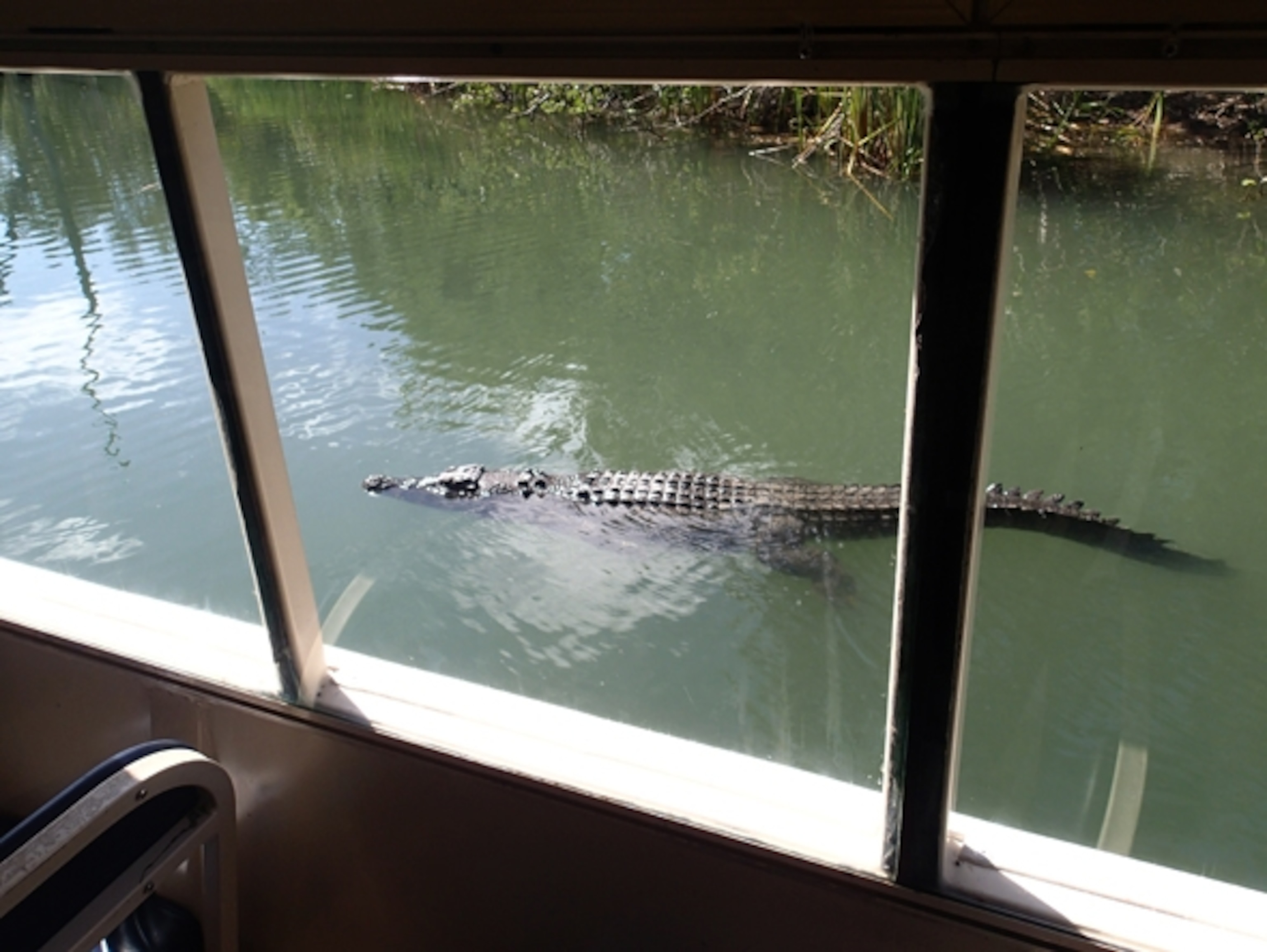 A crocodile swims next to a tour boat at Hartley's Crocodile Adventures. (Photograph by Carolyn Fox)