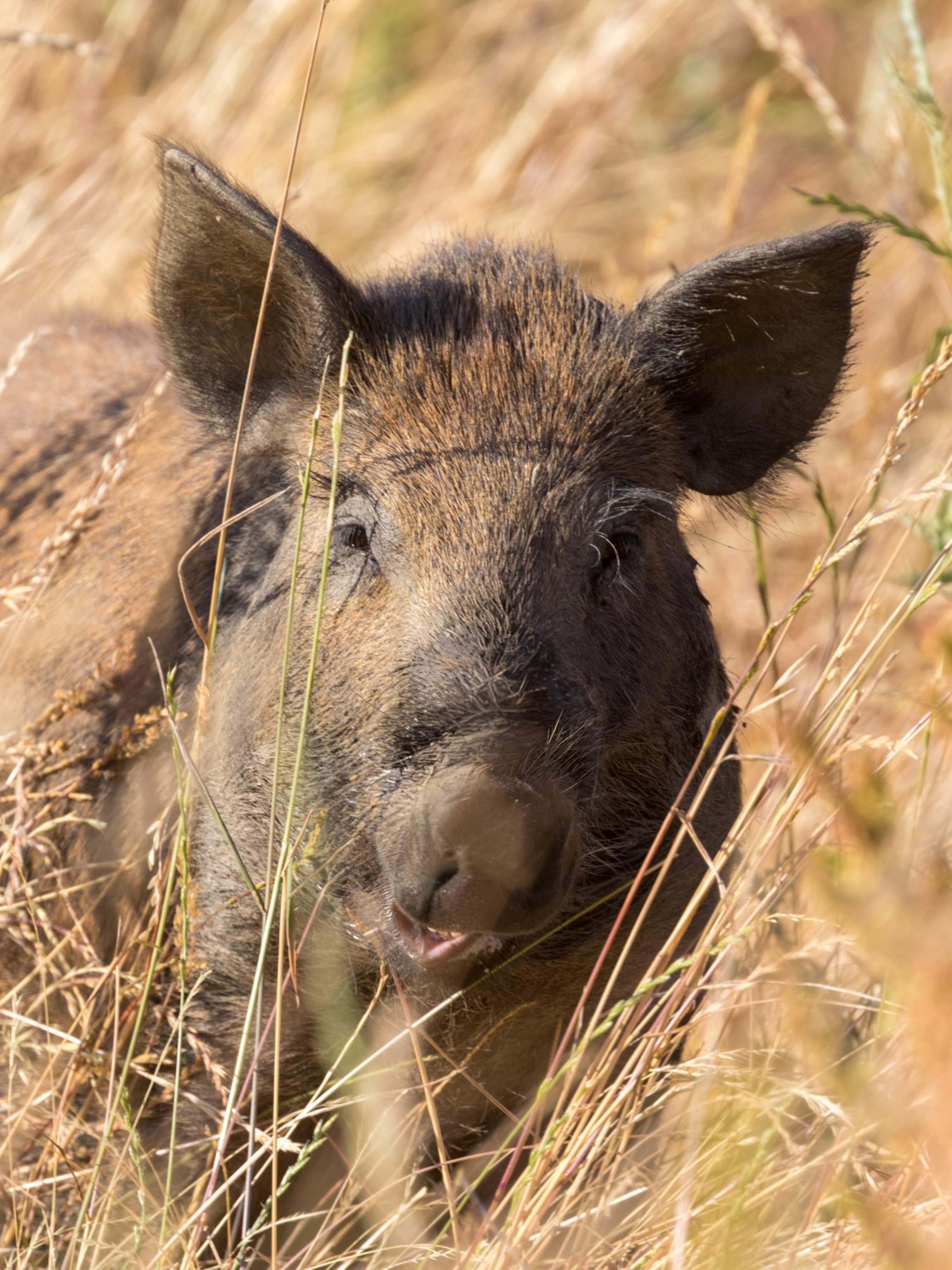 Did Big Cat Rescue Get Shut Down? Shocking Truth Revealed!
