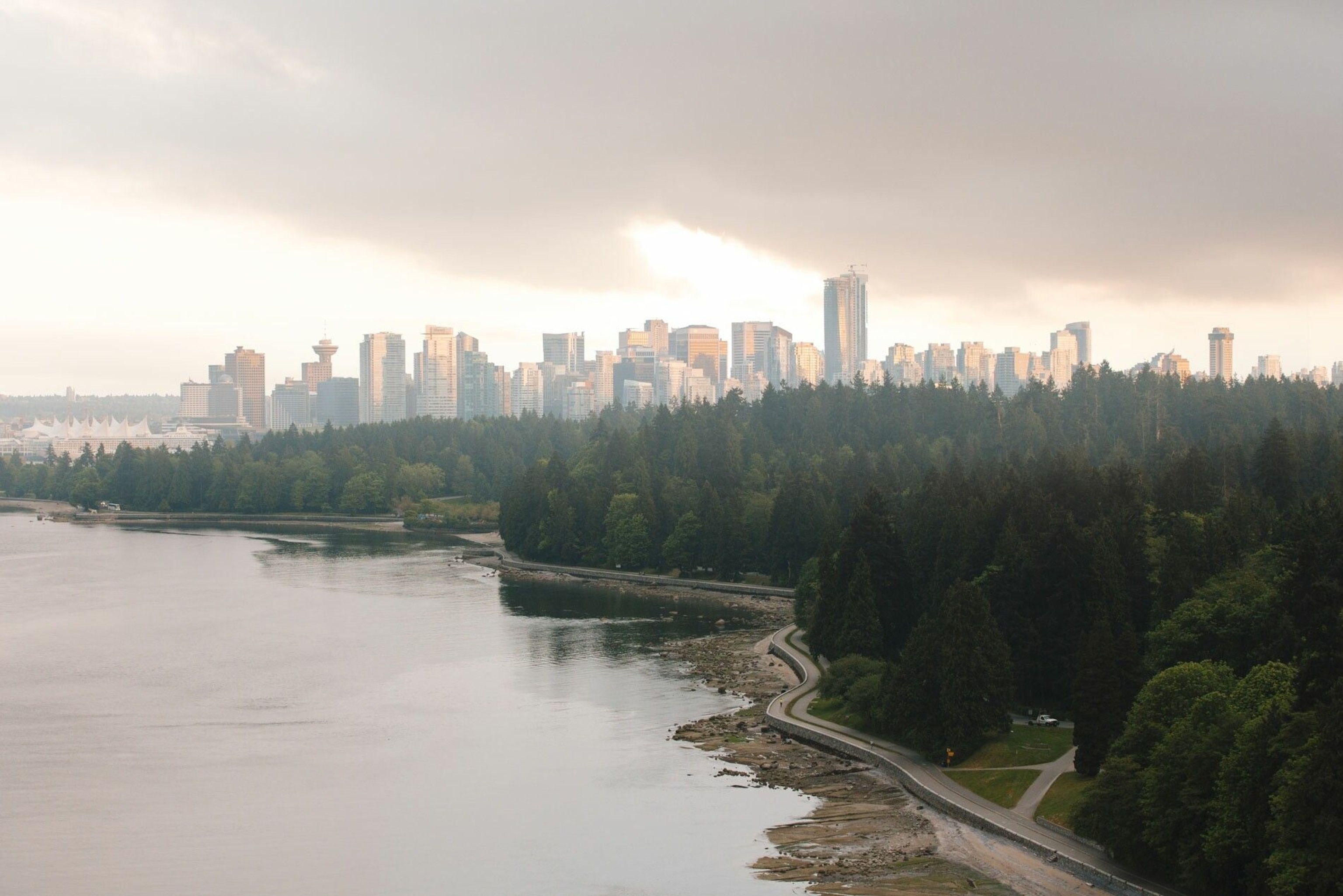 Vancouver's towering Douglas-fir trees standing proud against the city's gleaming skyscrapers.