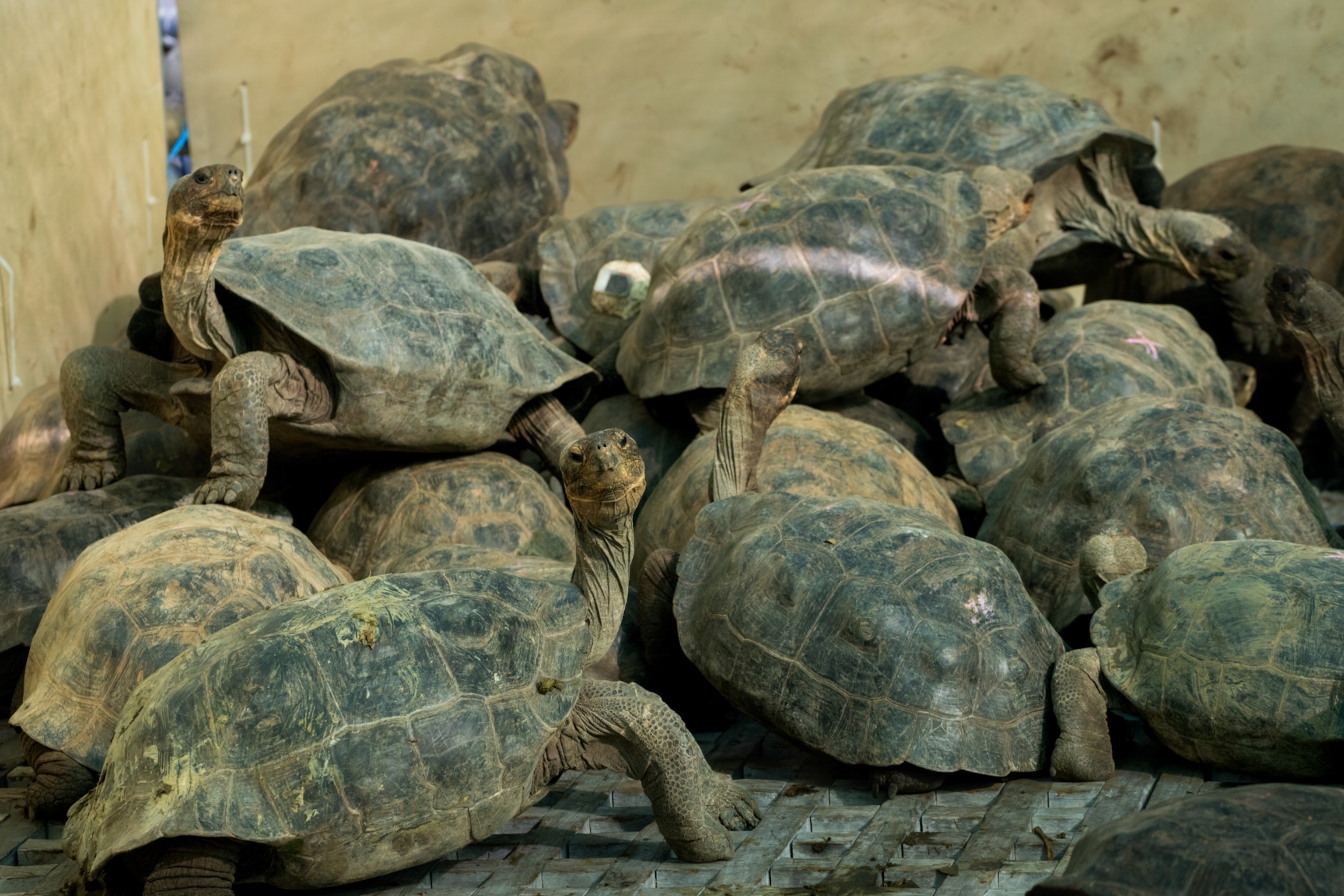 A group or tortoises climbing over each other.